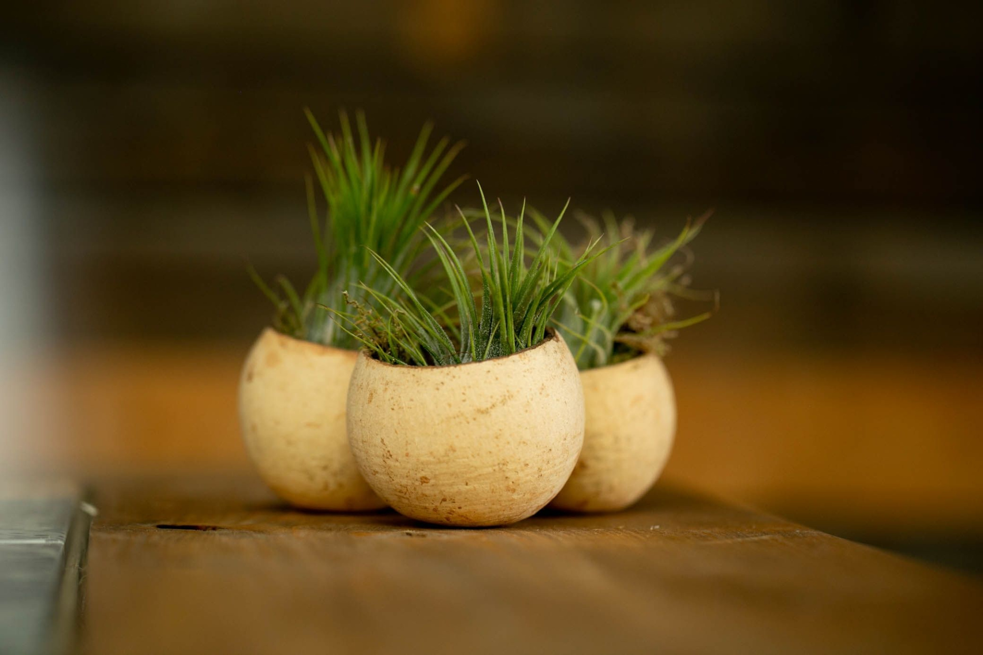 Tillandsia/airplant in bellcup, D 6 cm