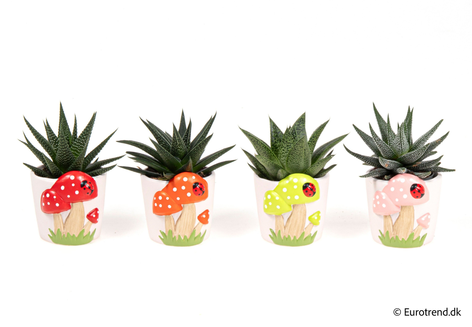 Succulent mix in mushroom ceramic - Spring, Summer & Autumn 2025, D 6 cm