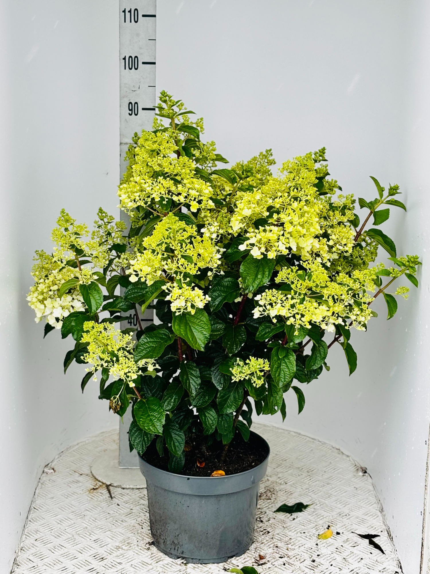 Hydrangea pan. 'Silver Dollar' 60- 80cm, D 29