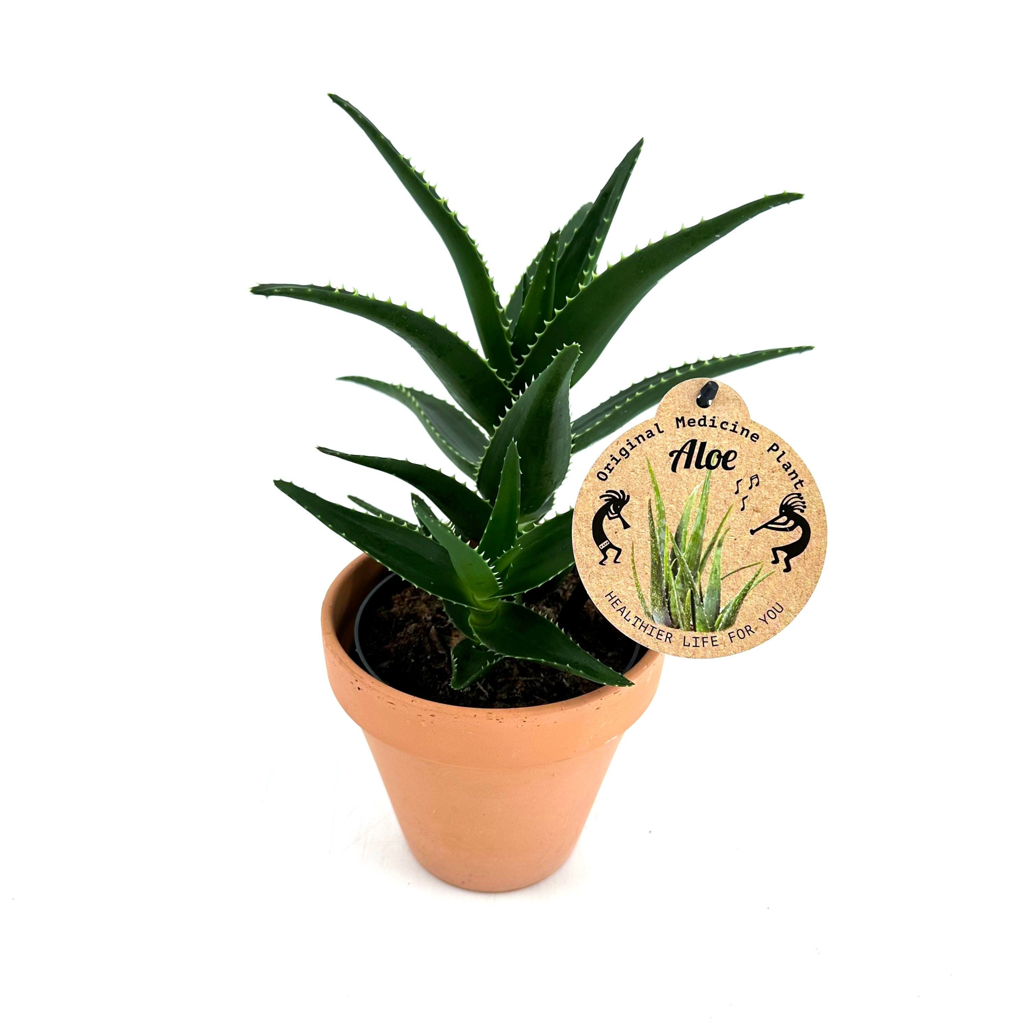 Aloe Mitriformis 12 cm w/claypot, D 13 cm