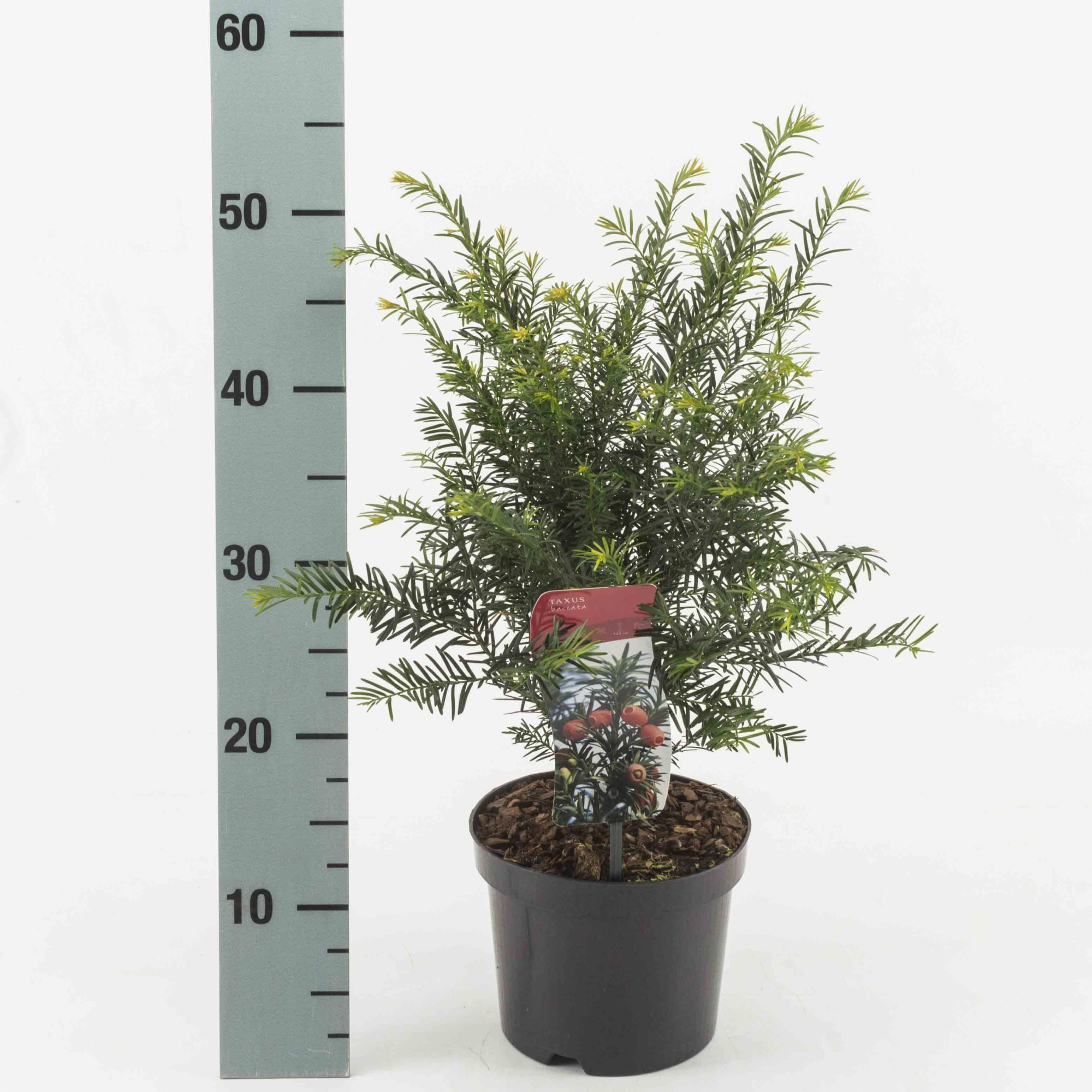 Taxus baccata, D 17