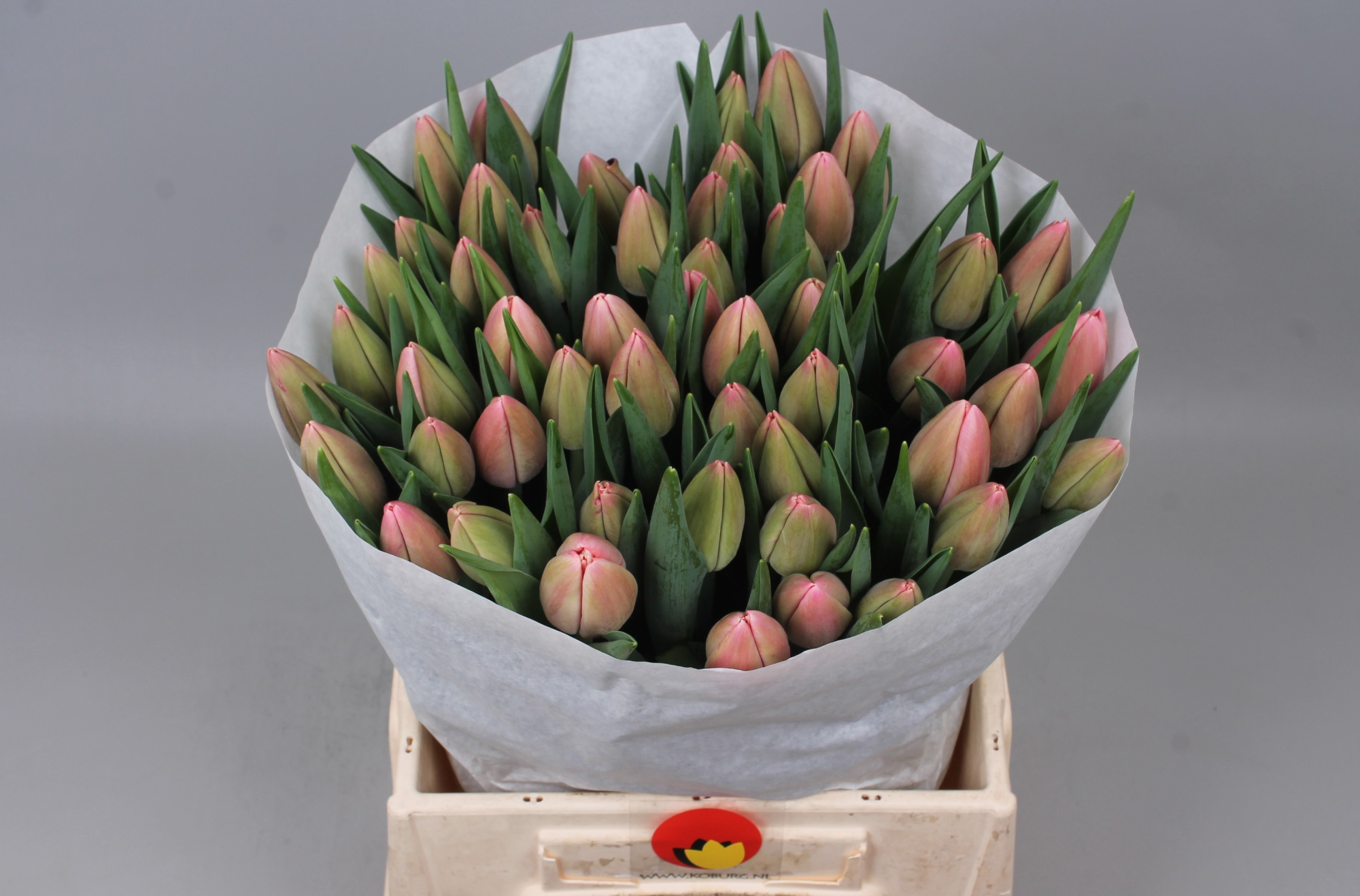 Тюльпан од. Трезор, шт.