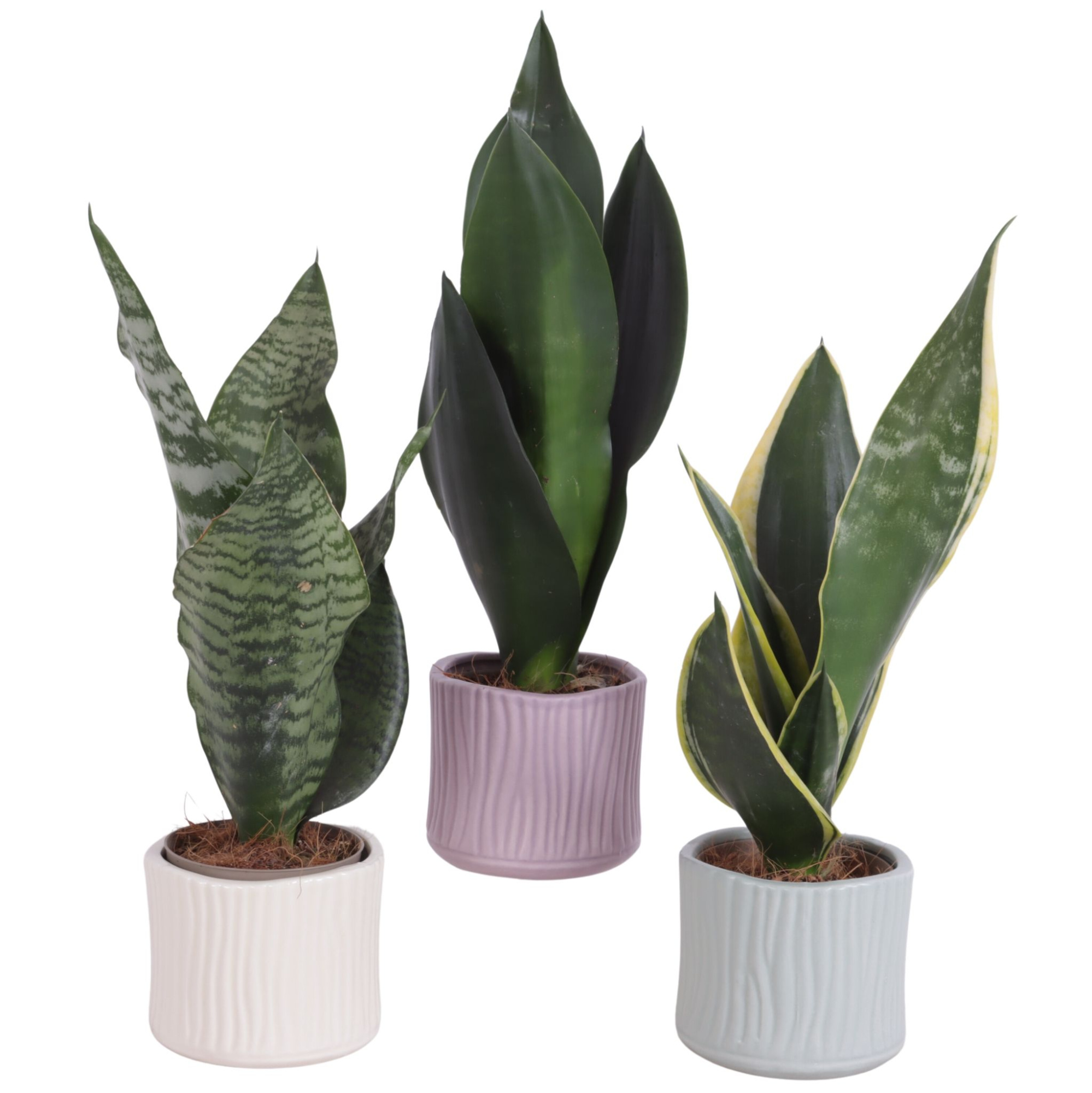 Sansevieria mix Ø09cm in Ø10cm Ceramic SE570, D 12