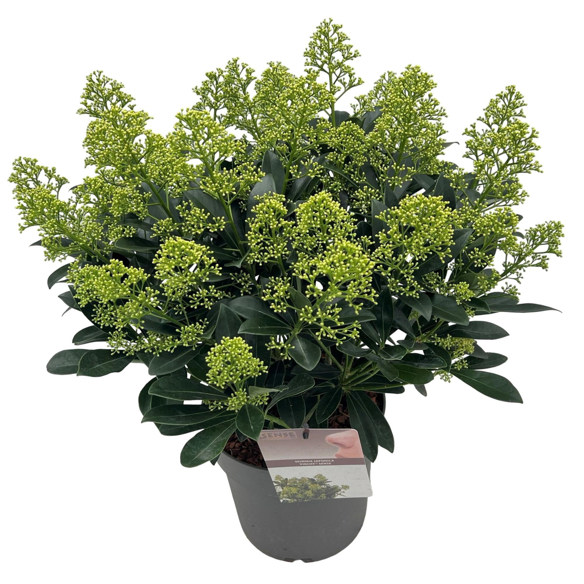 Skimmia jap. 'Finchy' ® sense, D 23