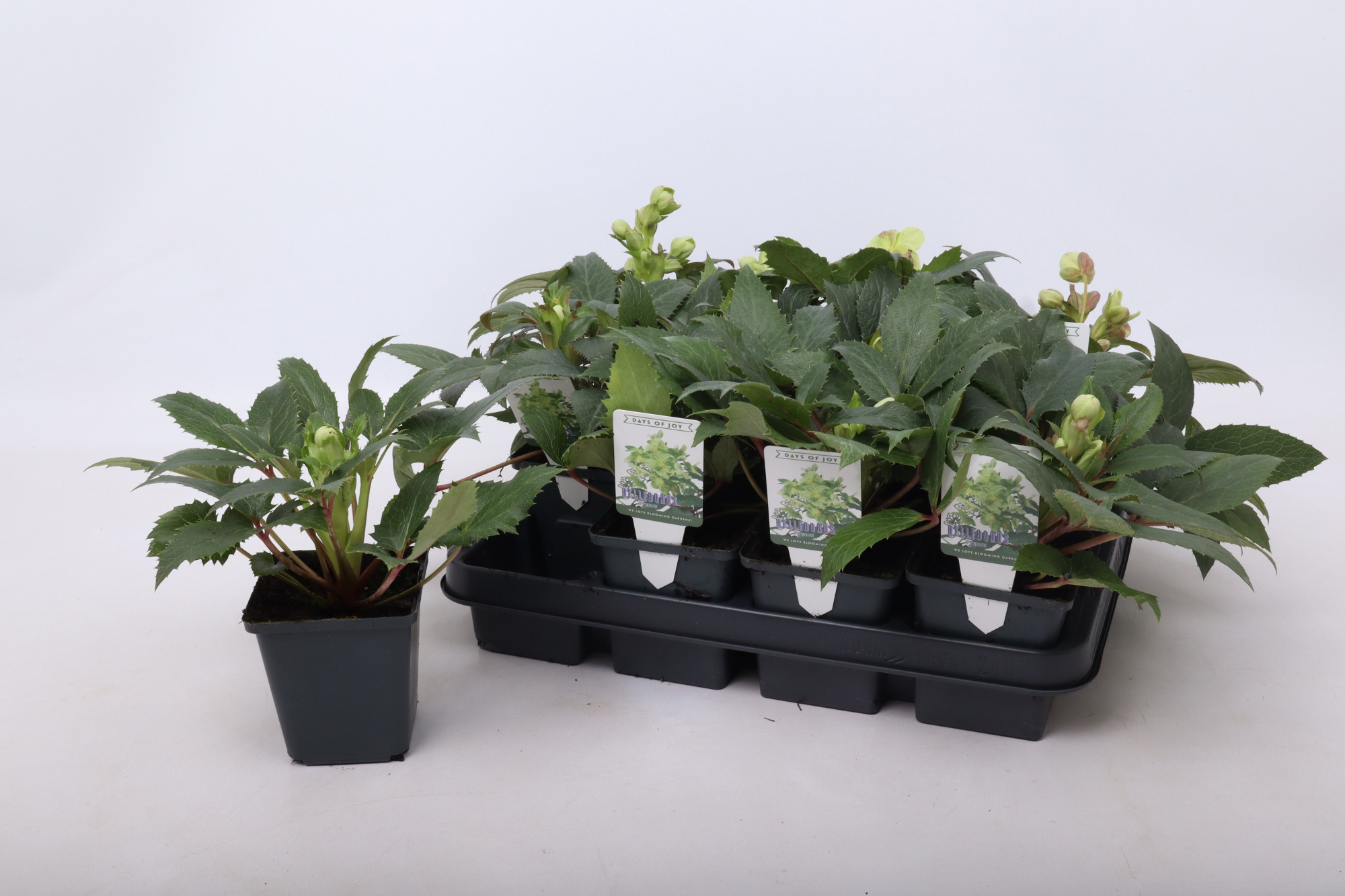 Helleborus sternii 9 cm, D 9