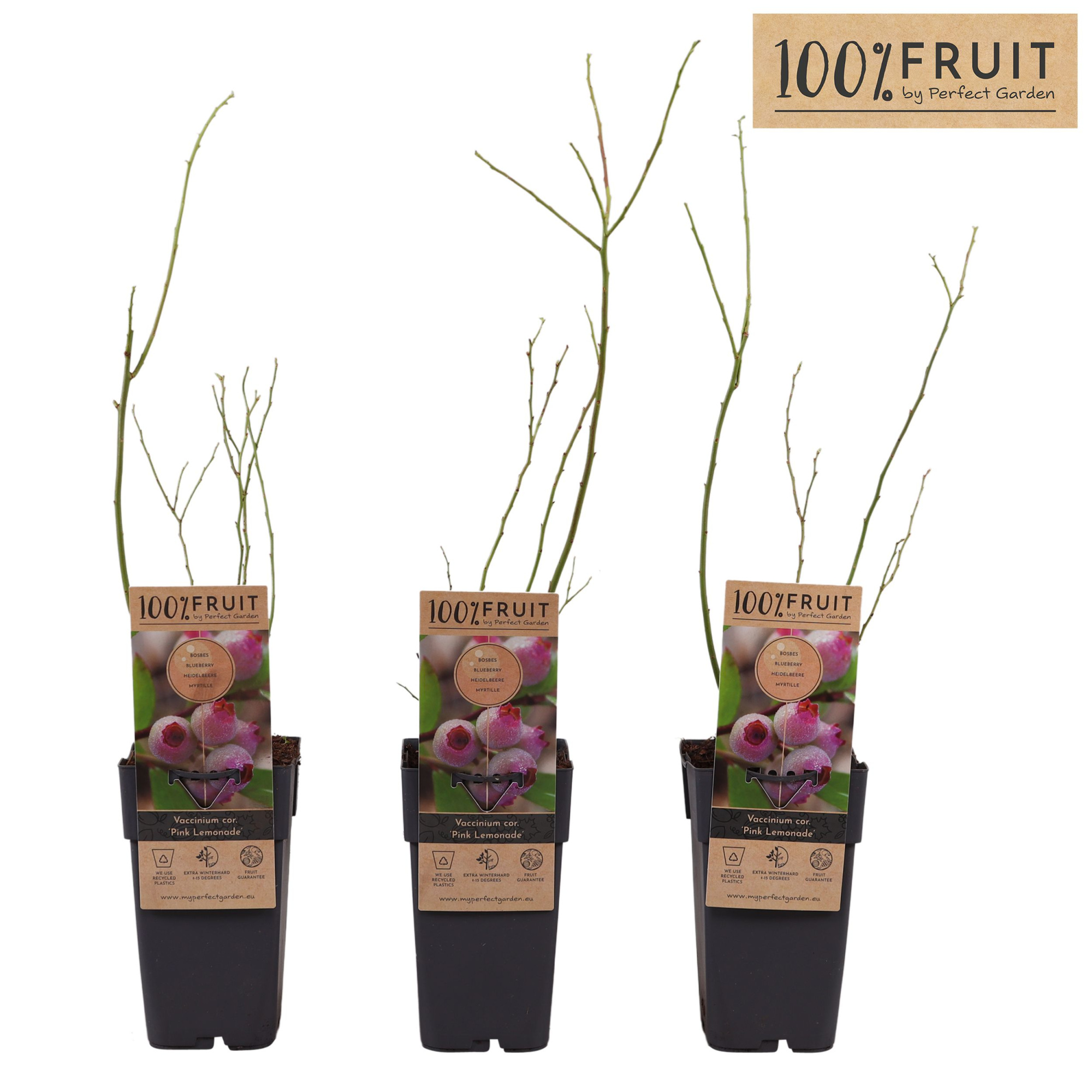 Vaccinium Pink Lemonade® P15, D 15 cm