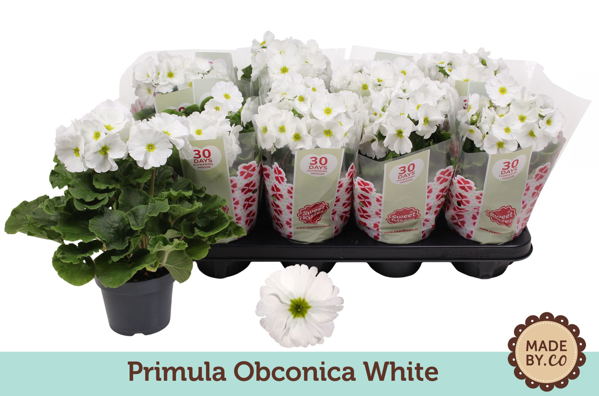 Primula Obconica White, D 12