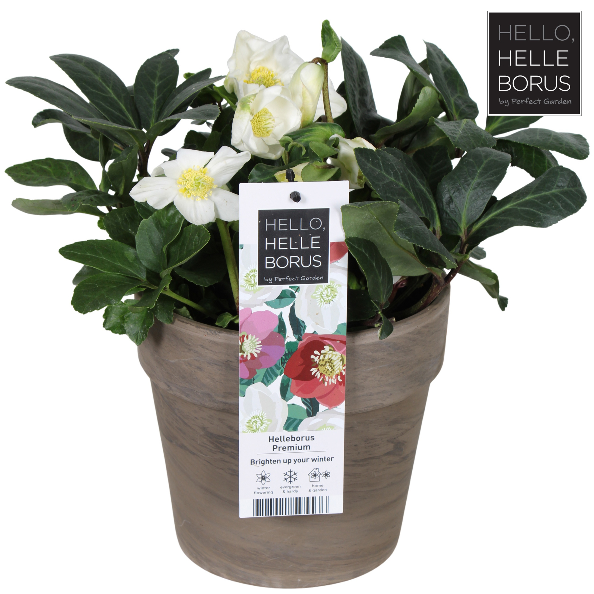 Helleborus niger 'Christmas Carol' P19 (Basalt series), D 19 cm