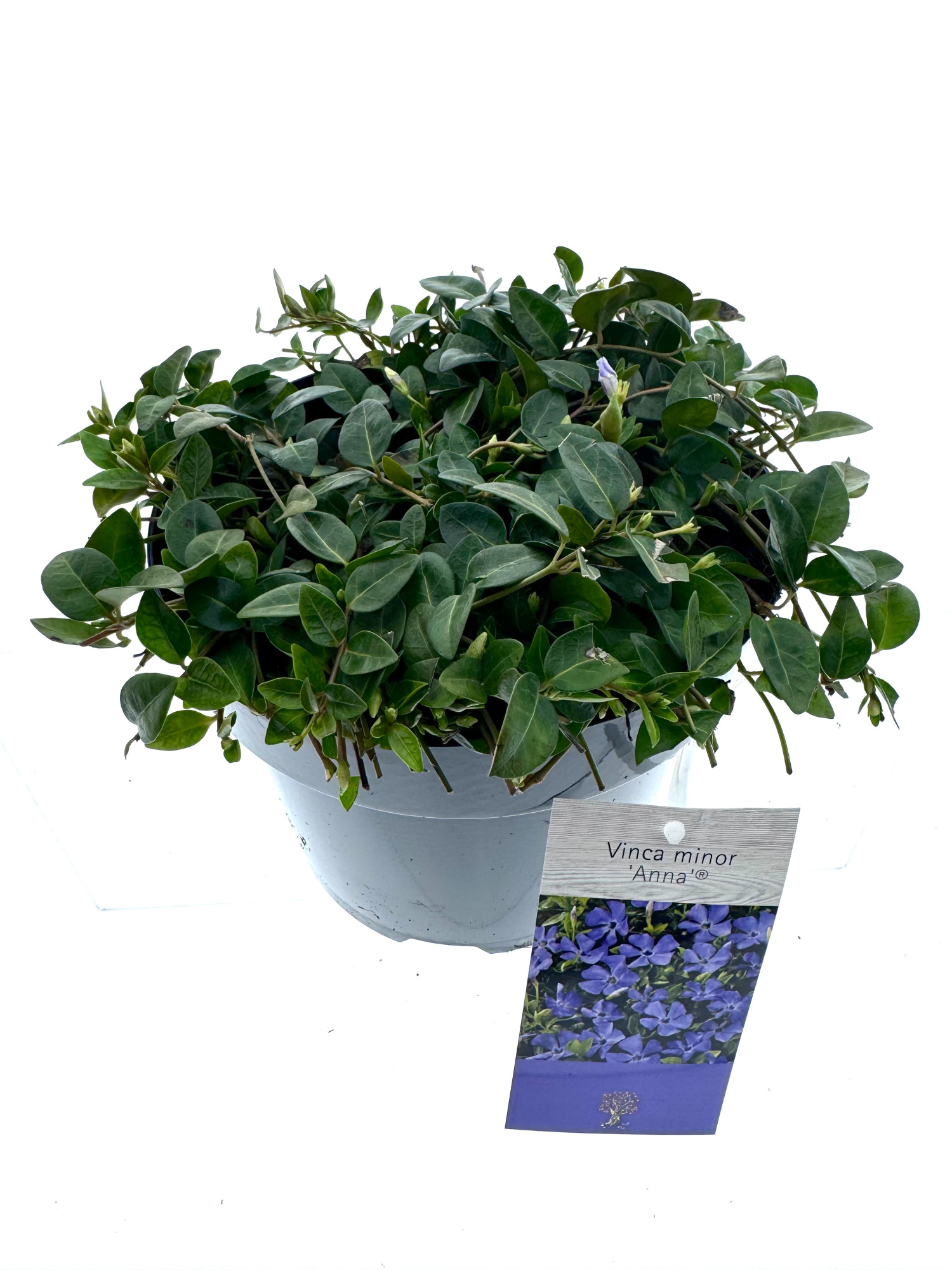 Vinca minor 'Anna', D 19