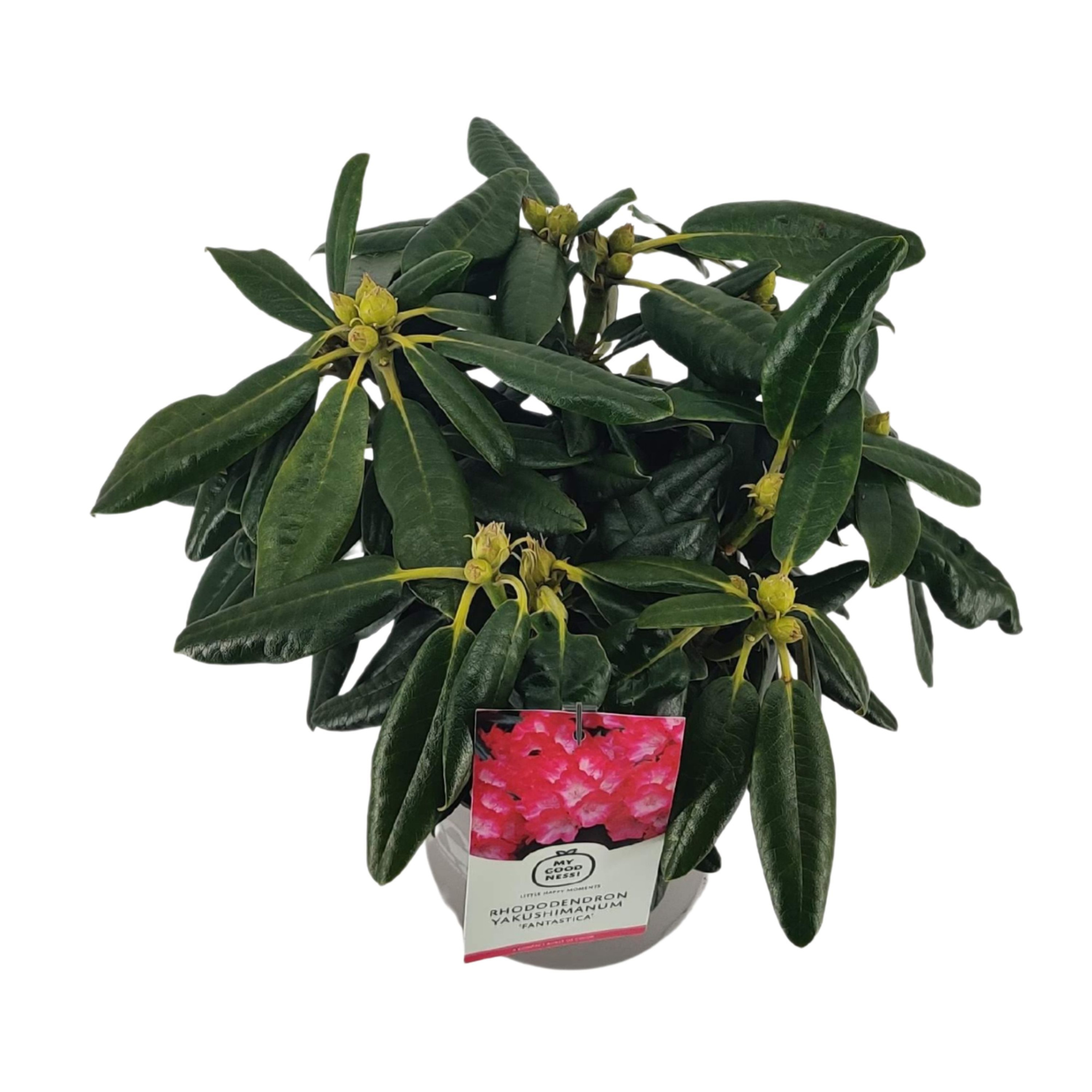 Rhododendron 30-40 /4 liter 'Fantastica' yakushimanum, D 21 cm
