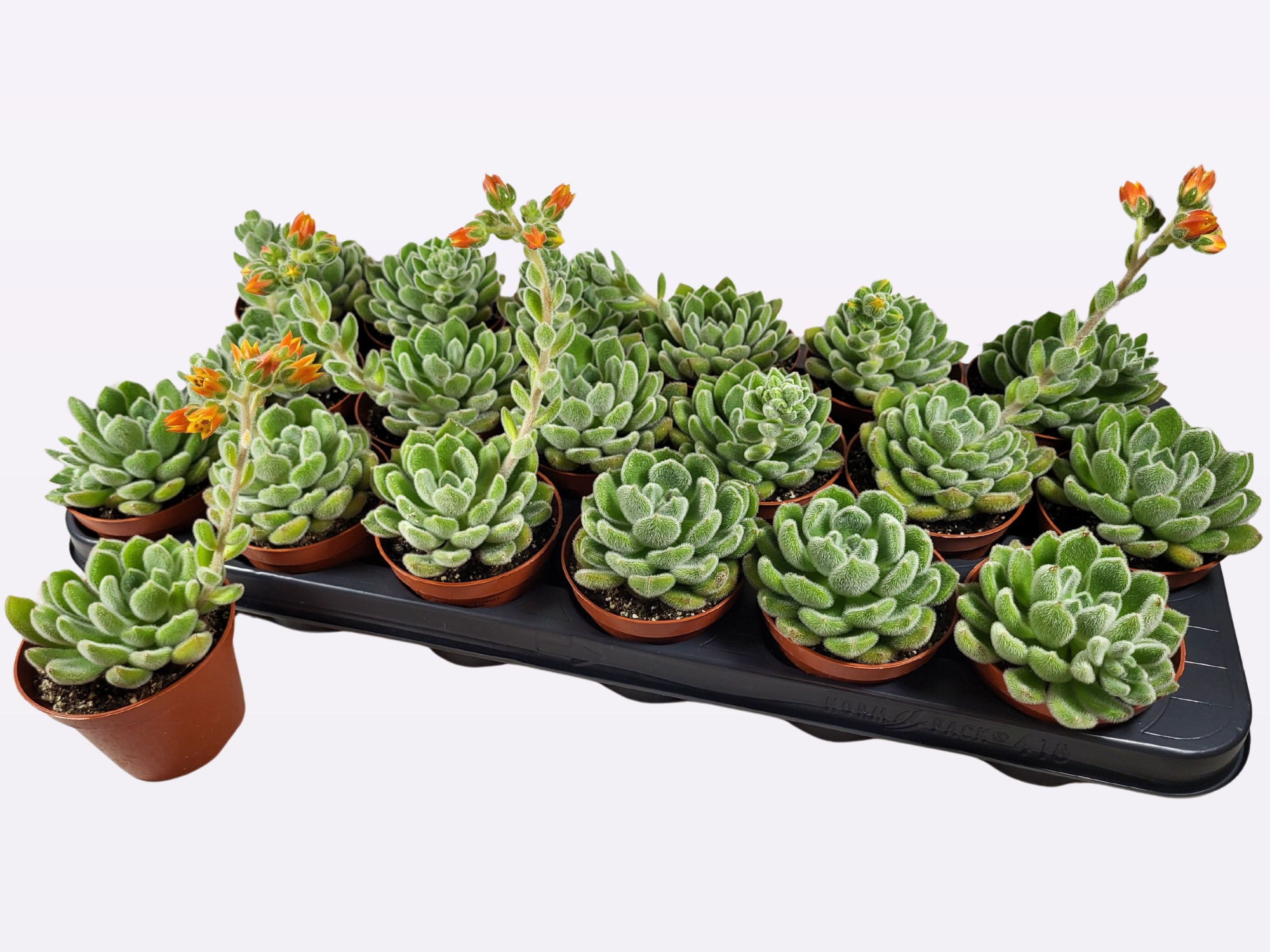 echeveria setosa, D 8,5 cm