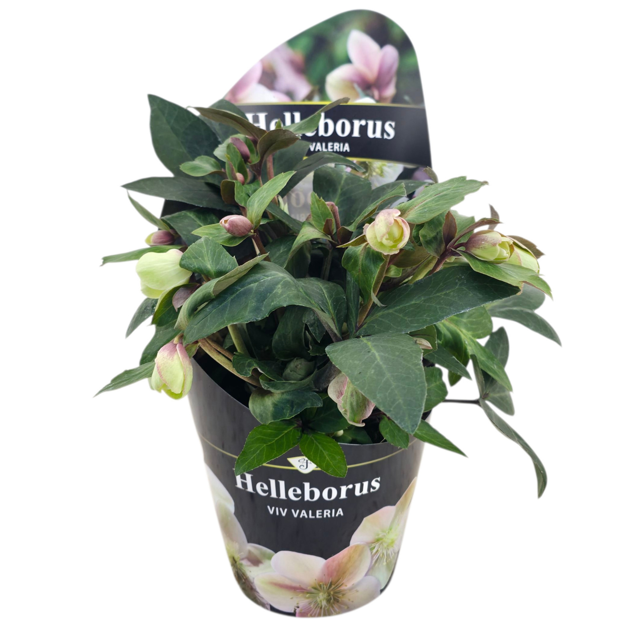 Helleborus Viv Valeria + POTCOVER, D 17 cm