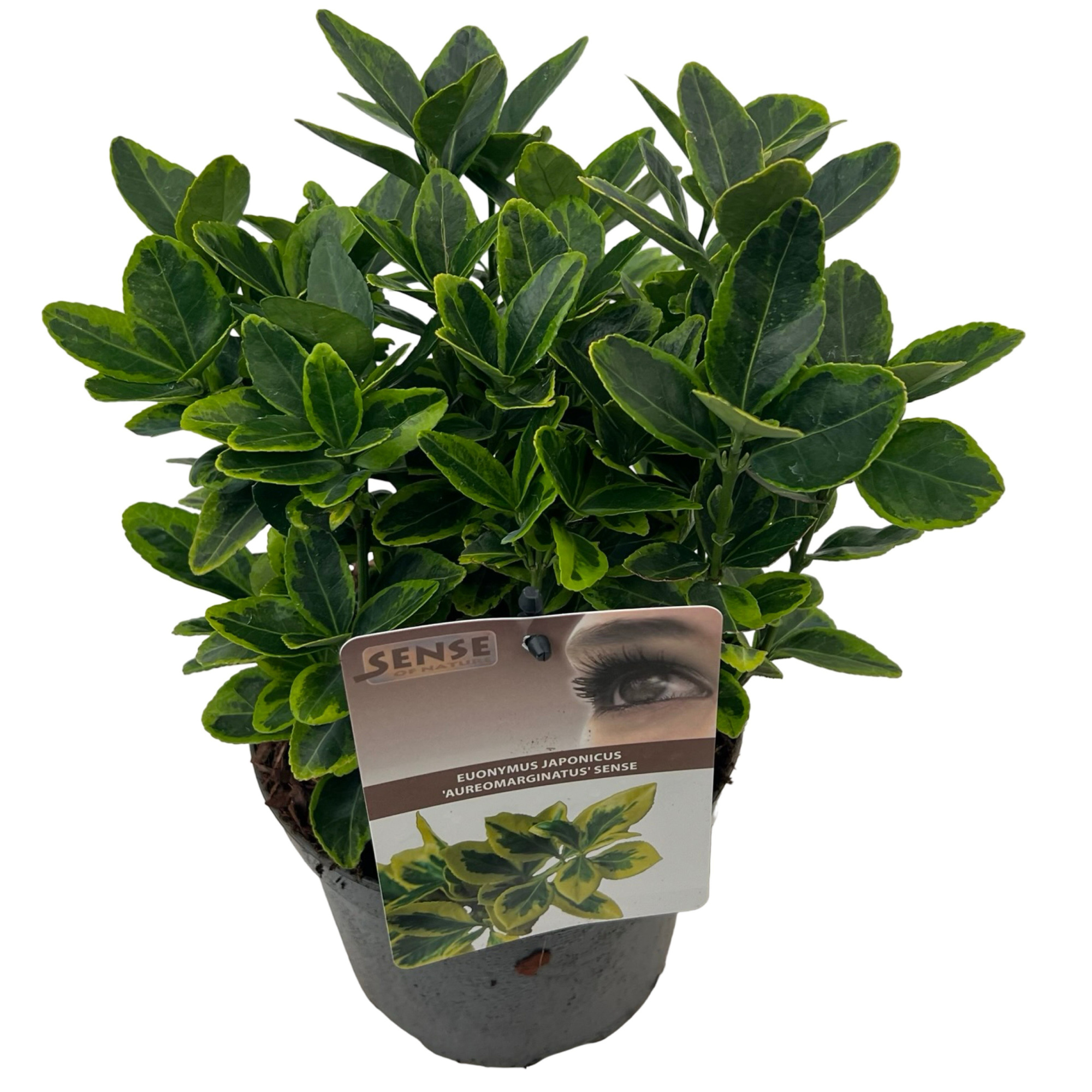 Euonymus jap. 'Aureomarginatus' sense, D 17
