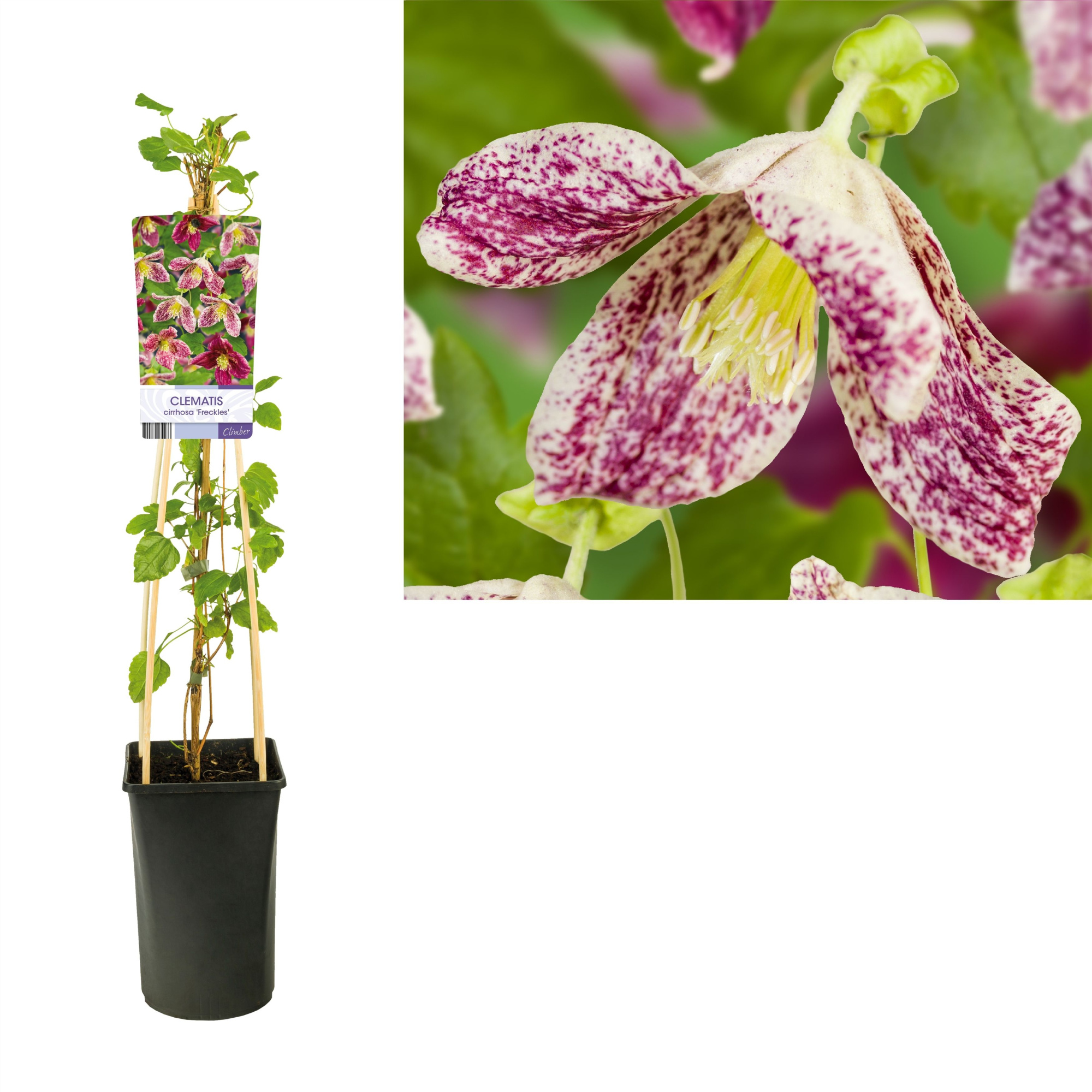 Clematis cirrhosa 'Freckles' +light label, D 17 cm