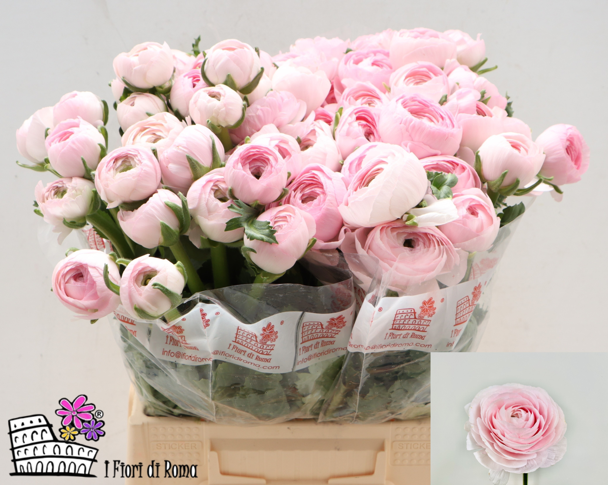 Ранункулус Саксесс Леди 35, шт.