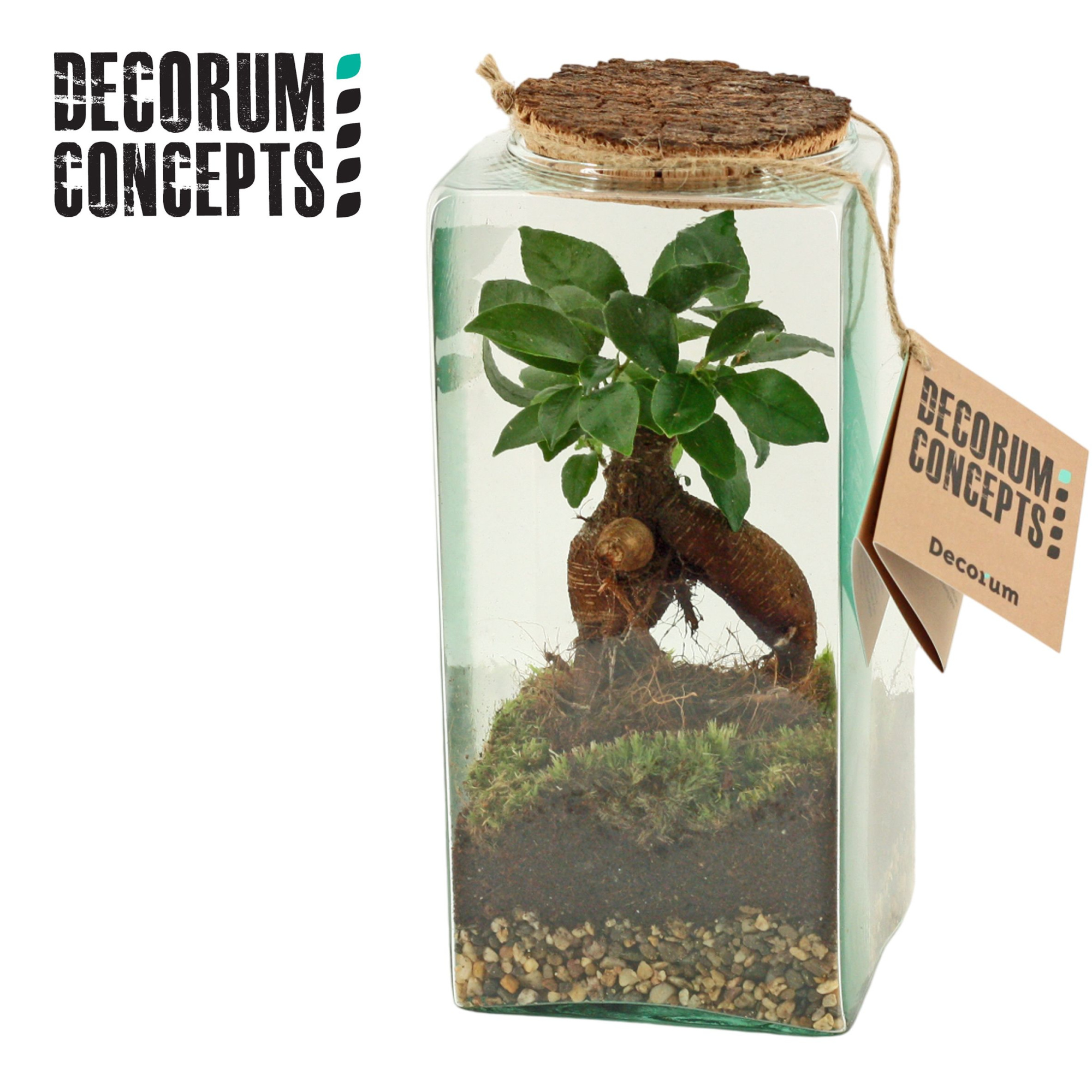 Terrarium Eris (Decorum concepts), D 11,5 cm