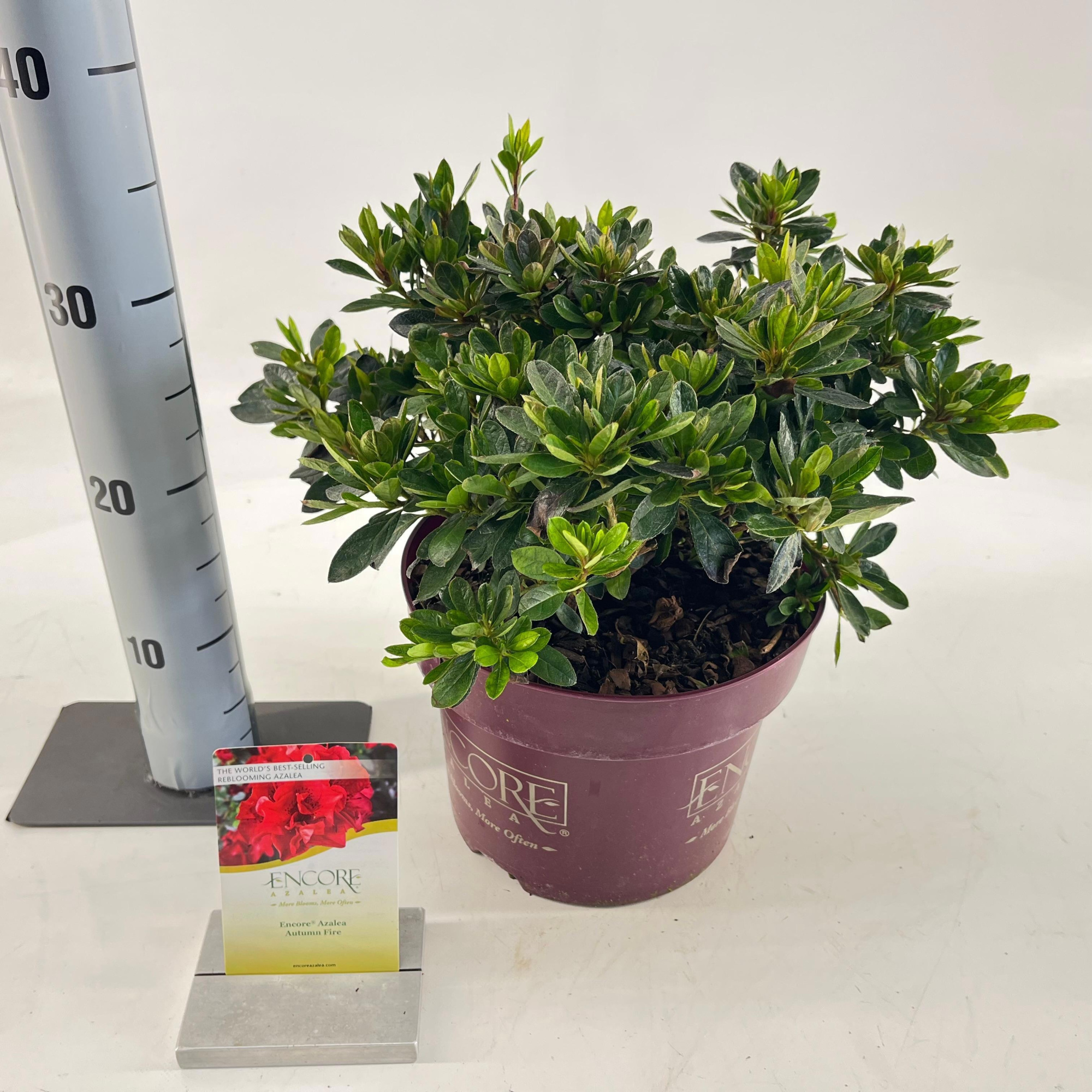 Rhododendron ENCORE® Autumn Fire ('Roblez'PBR), D 23 cm