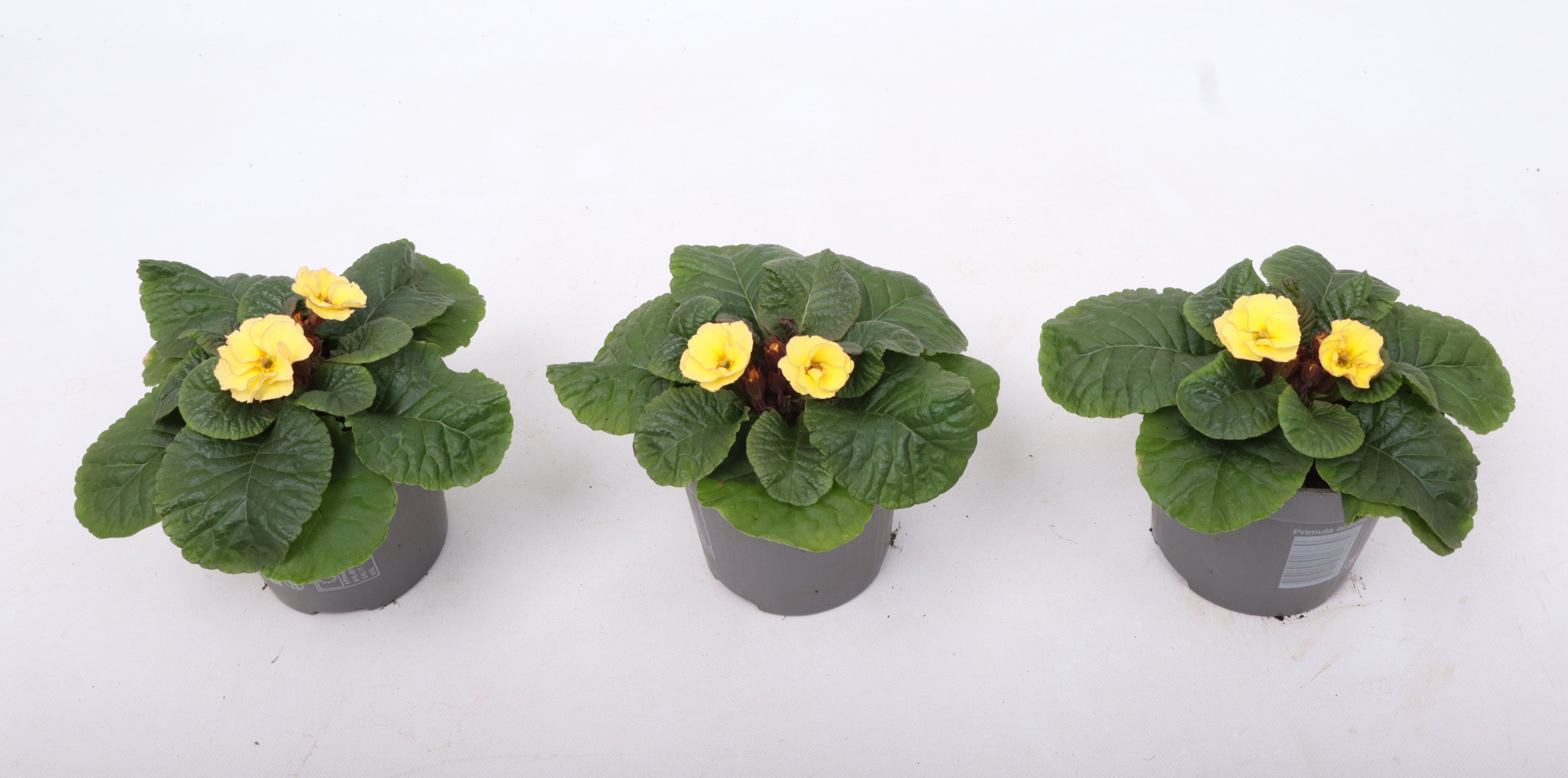 Primula Obsidian Peach 10,5 cm (winterhard), D 10,5