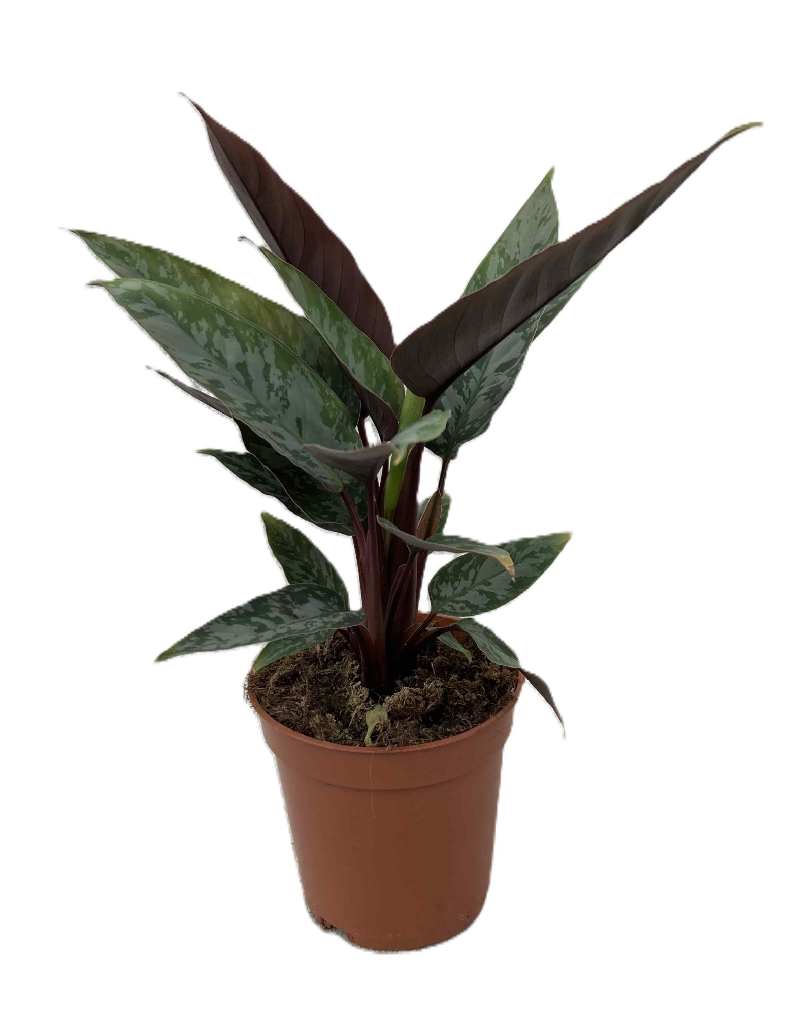 APOBALLIS ACUMINATISSIMA, D 11