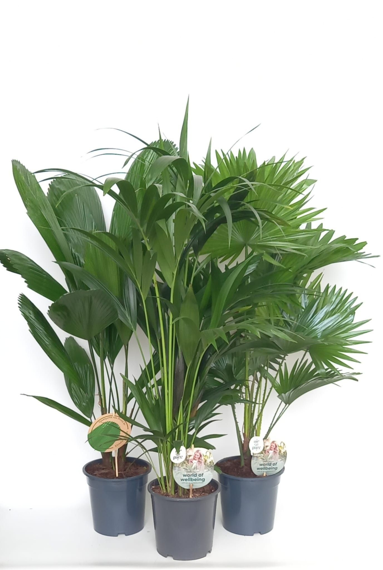 Exclusive palmmix / livi /licu /kent, D 19 cm