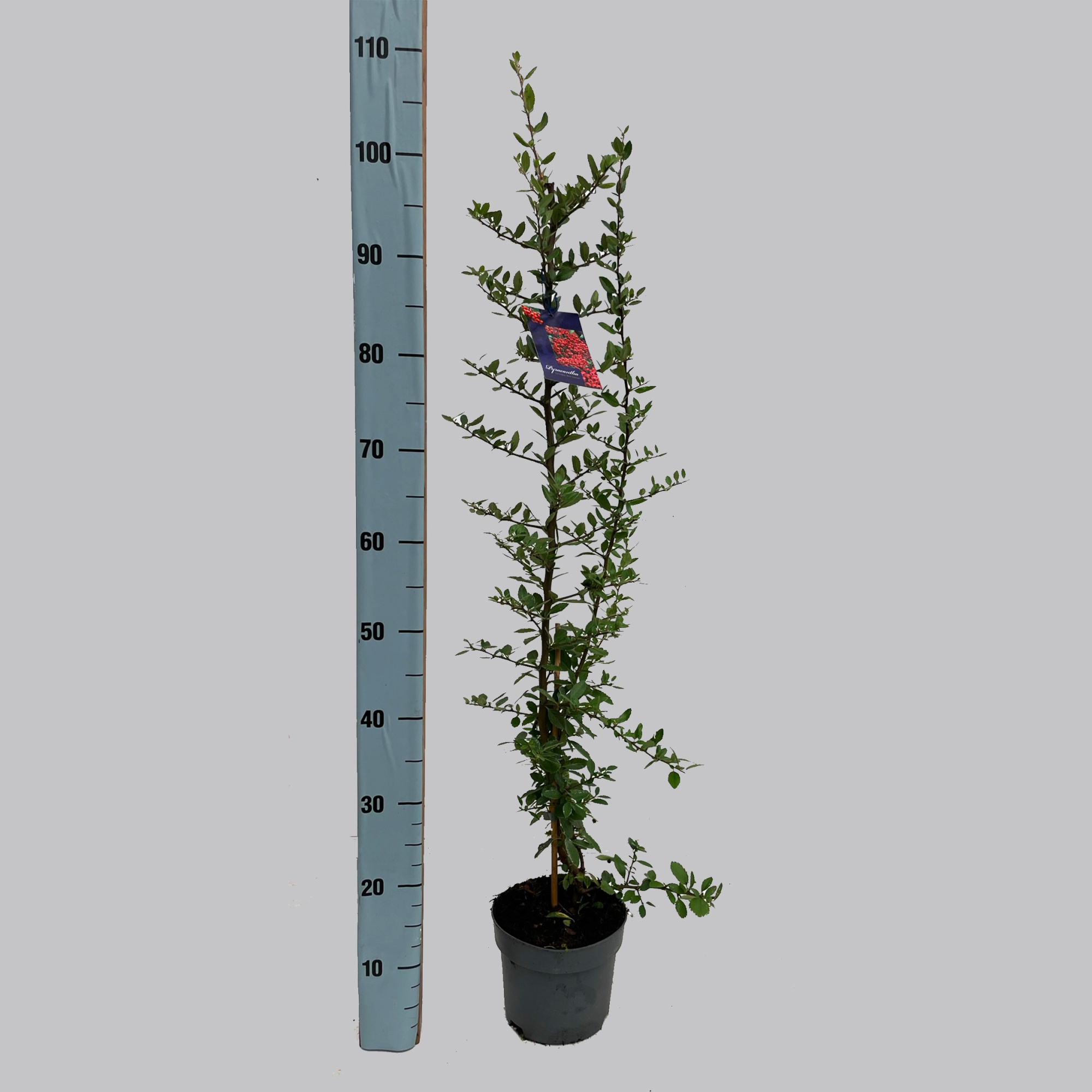 Pyracantha Red Column 17/C2 80-100cm, D 17 cm