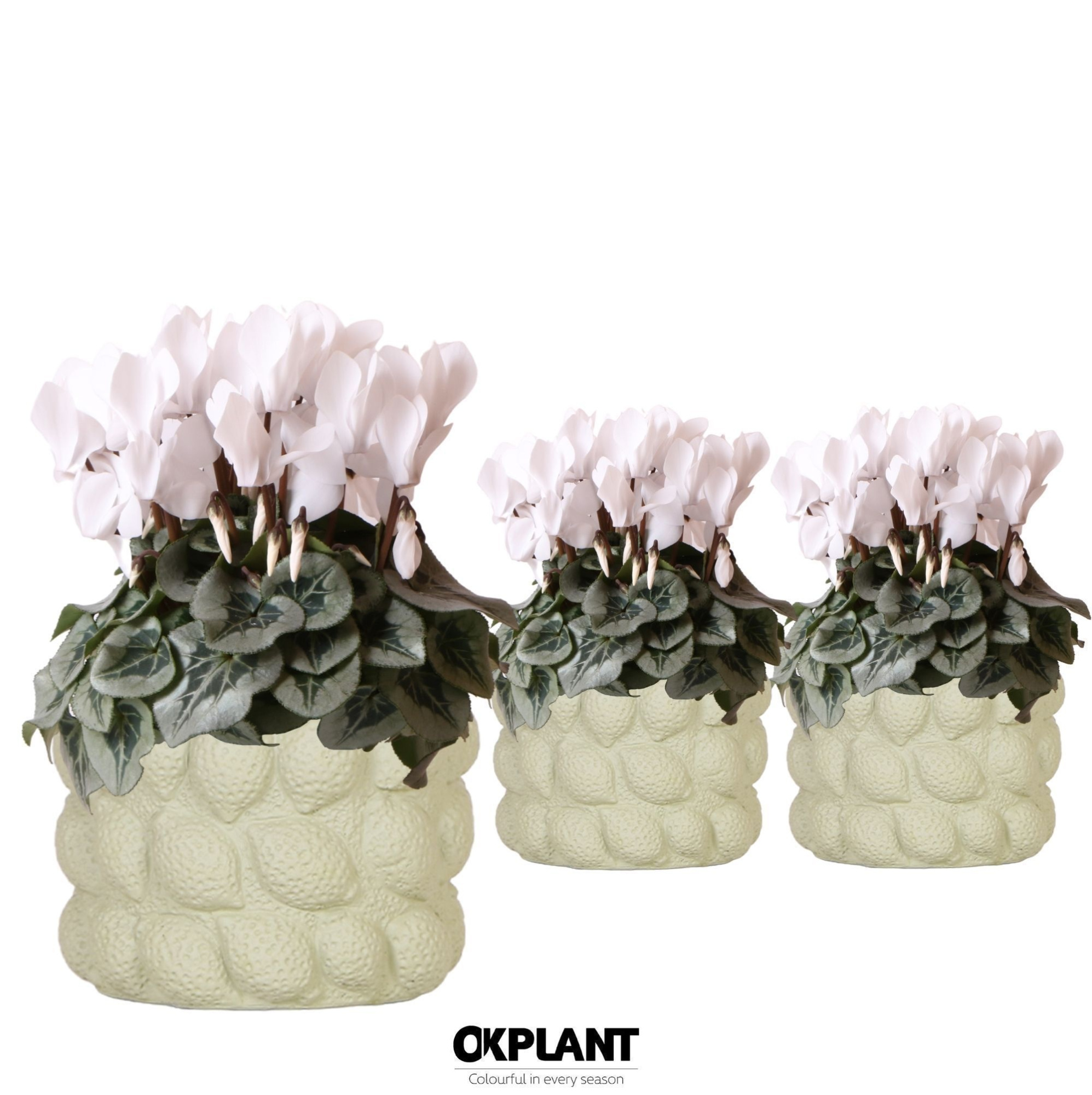 Cyclamen Rembrandt white in Citrus pot green, D 12 cm