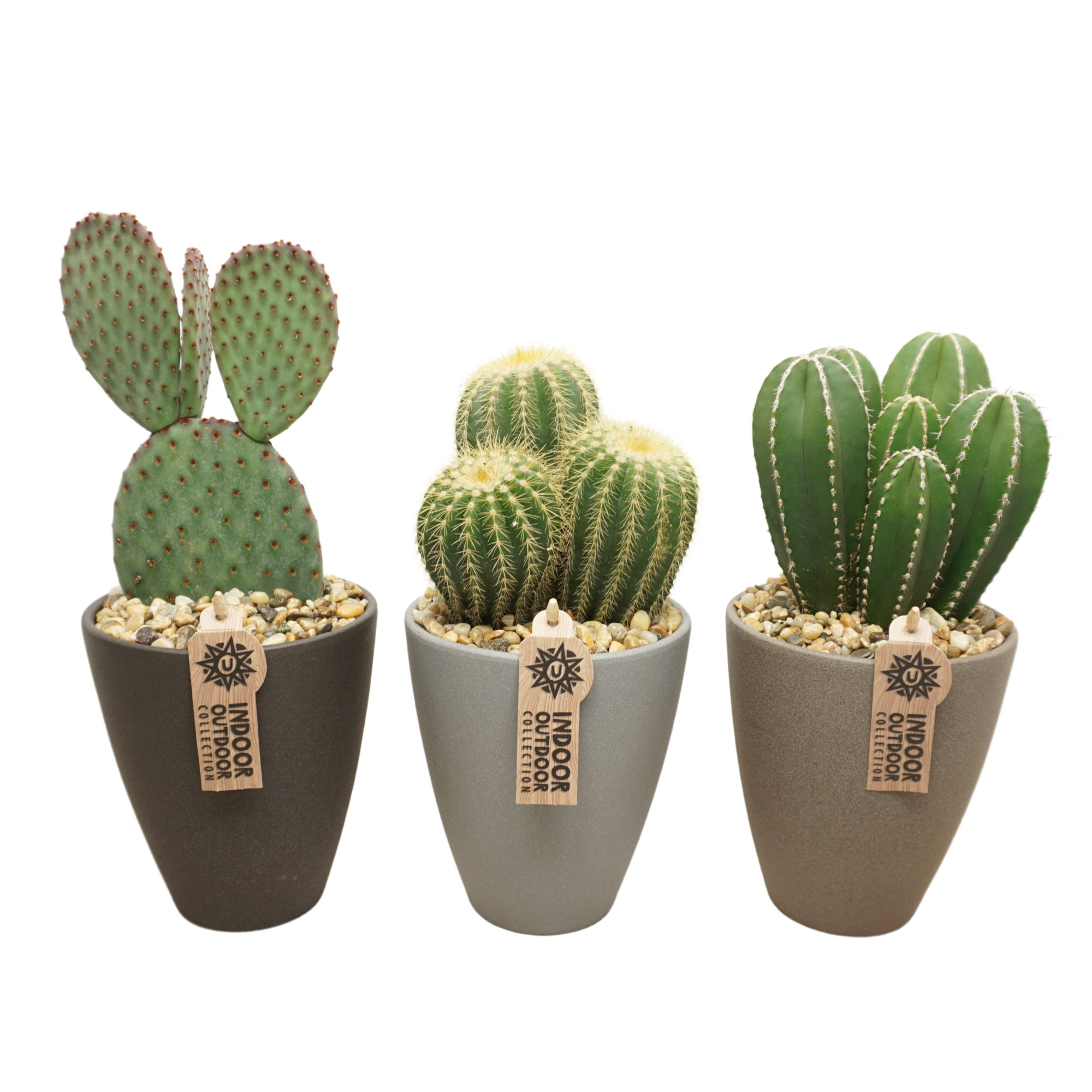 Cactus mix in 13 cm hoge vaaspot met grind (3 assorti), D 13 cm