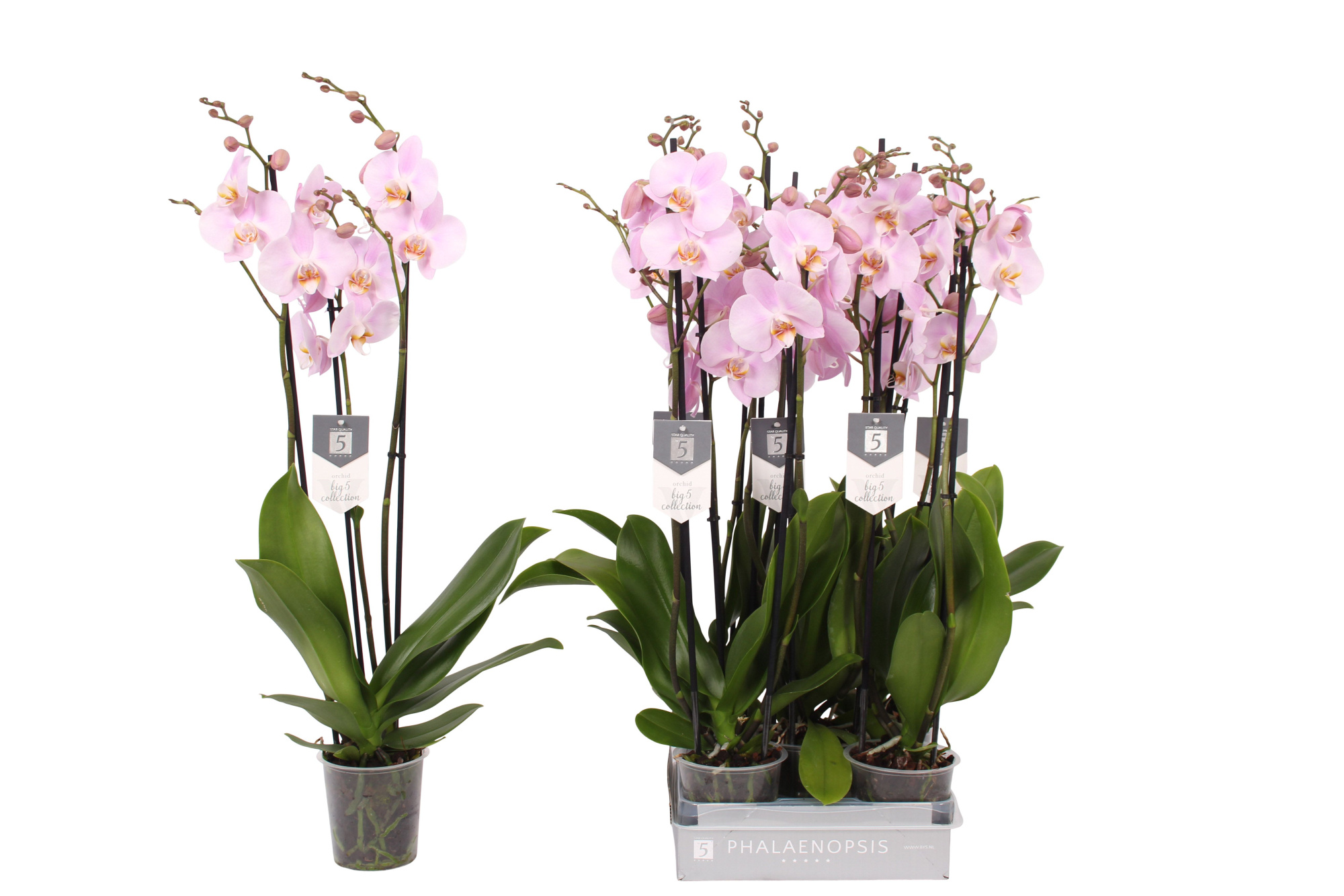 Phalaenopsis Rosion, 3-spike 22+, D 12 cm