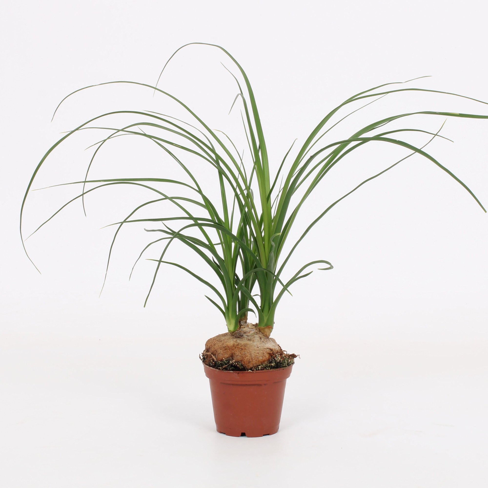 Nolina Recurvata 7cm, D 7 cm