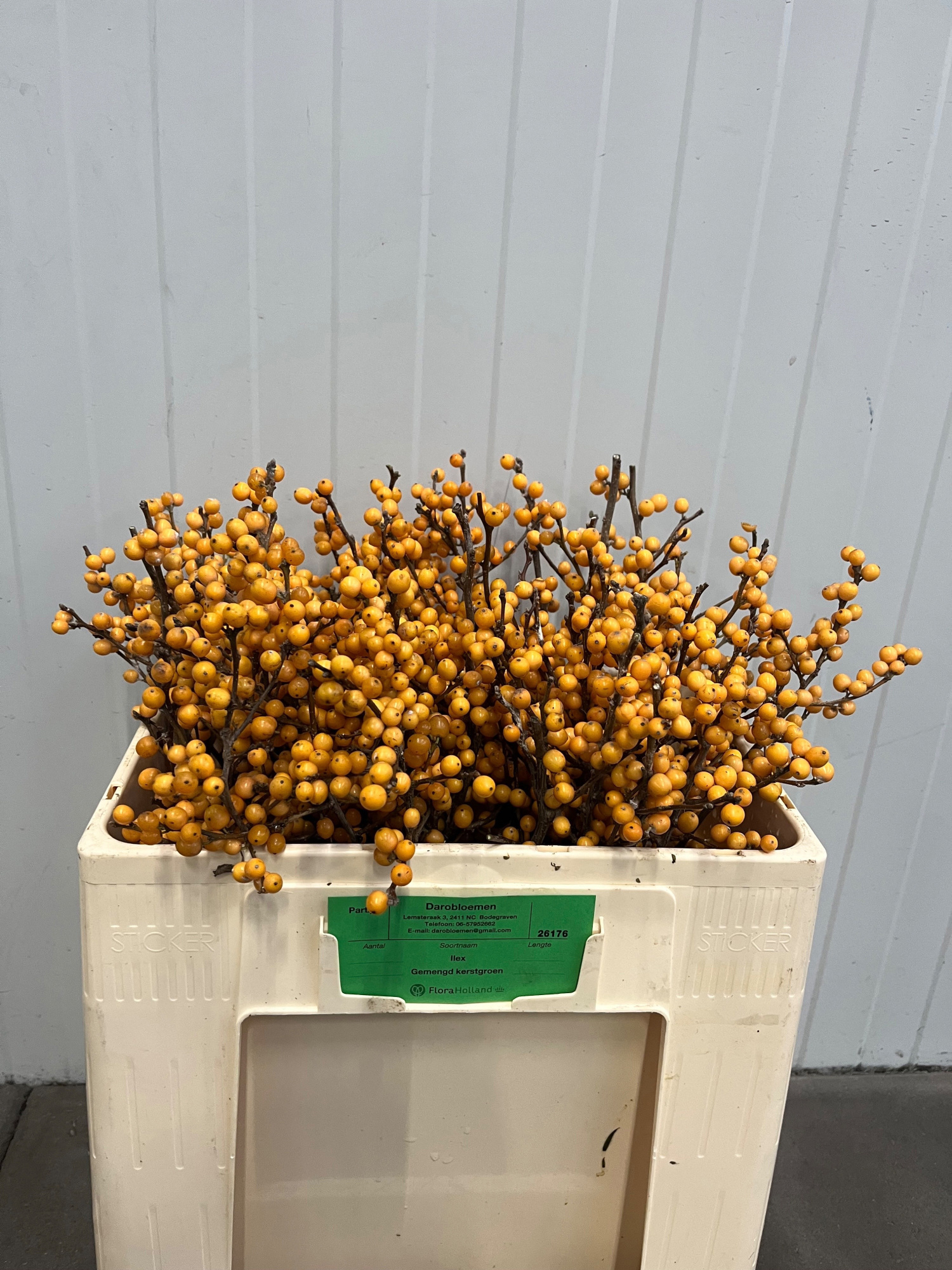 Илекс Голден Вербум 50, шт.