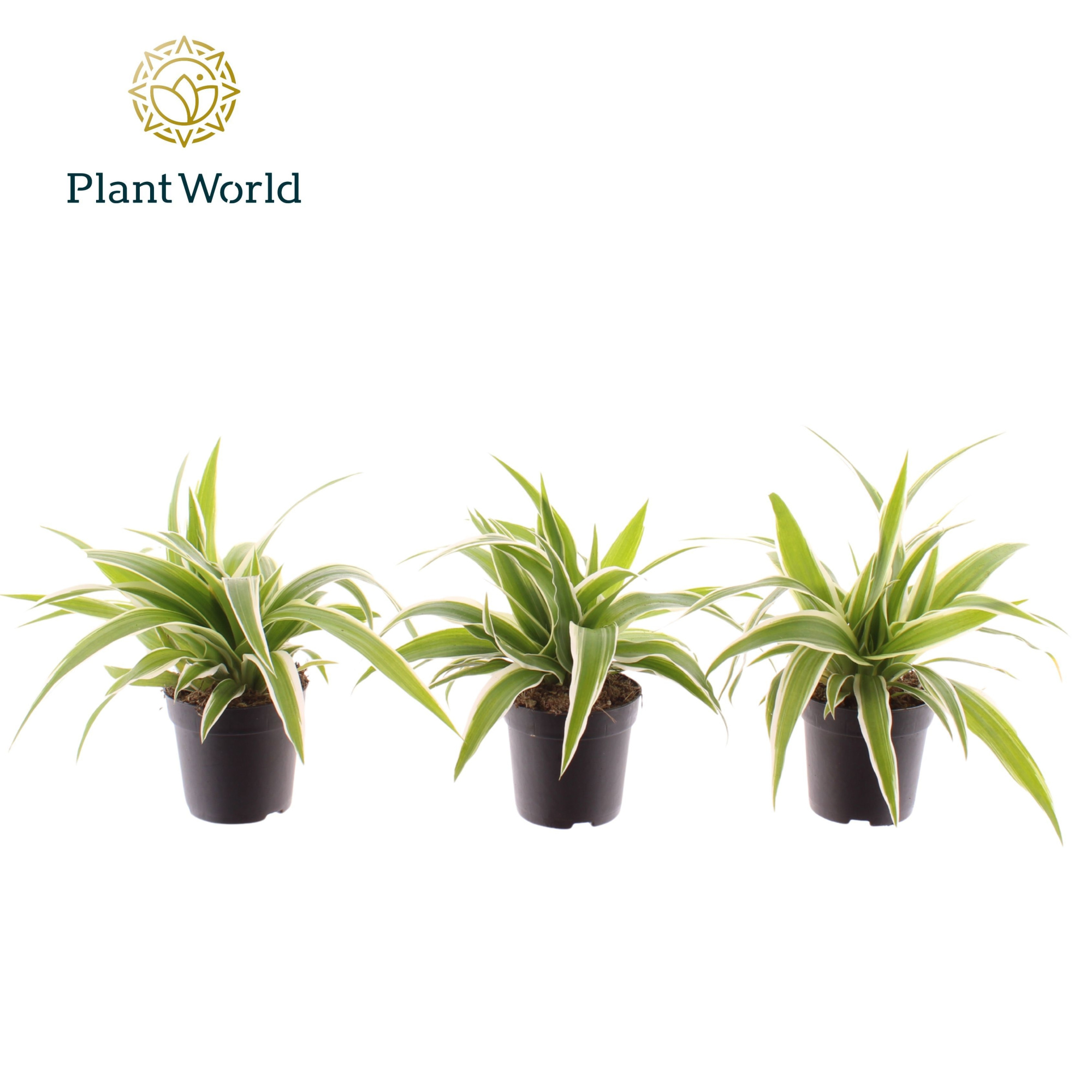 Chlorophytum Ocean 7 cm, D 7