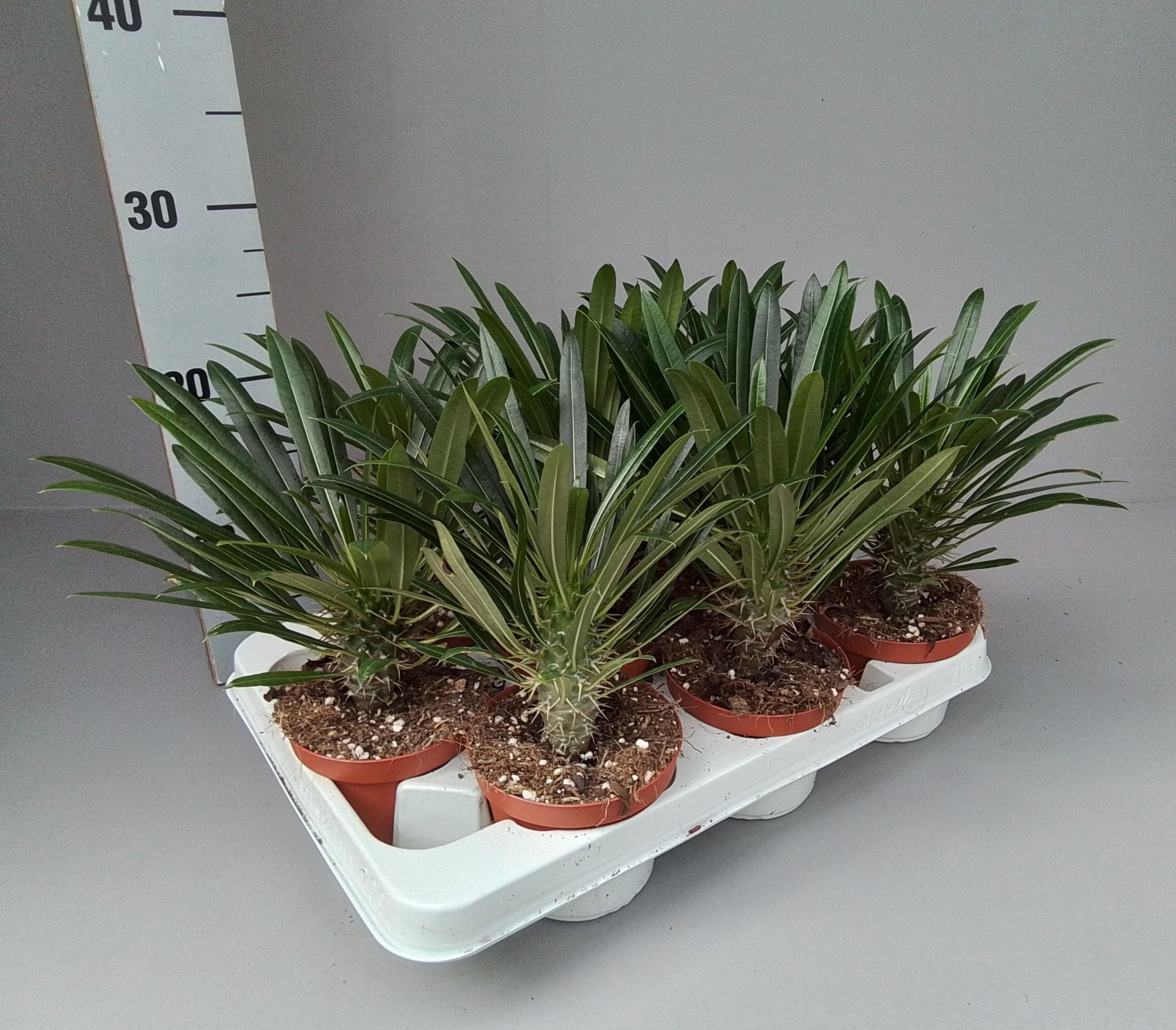Pachypodium lamerei, D 10,5 cm