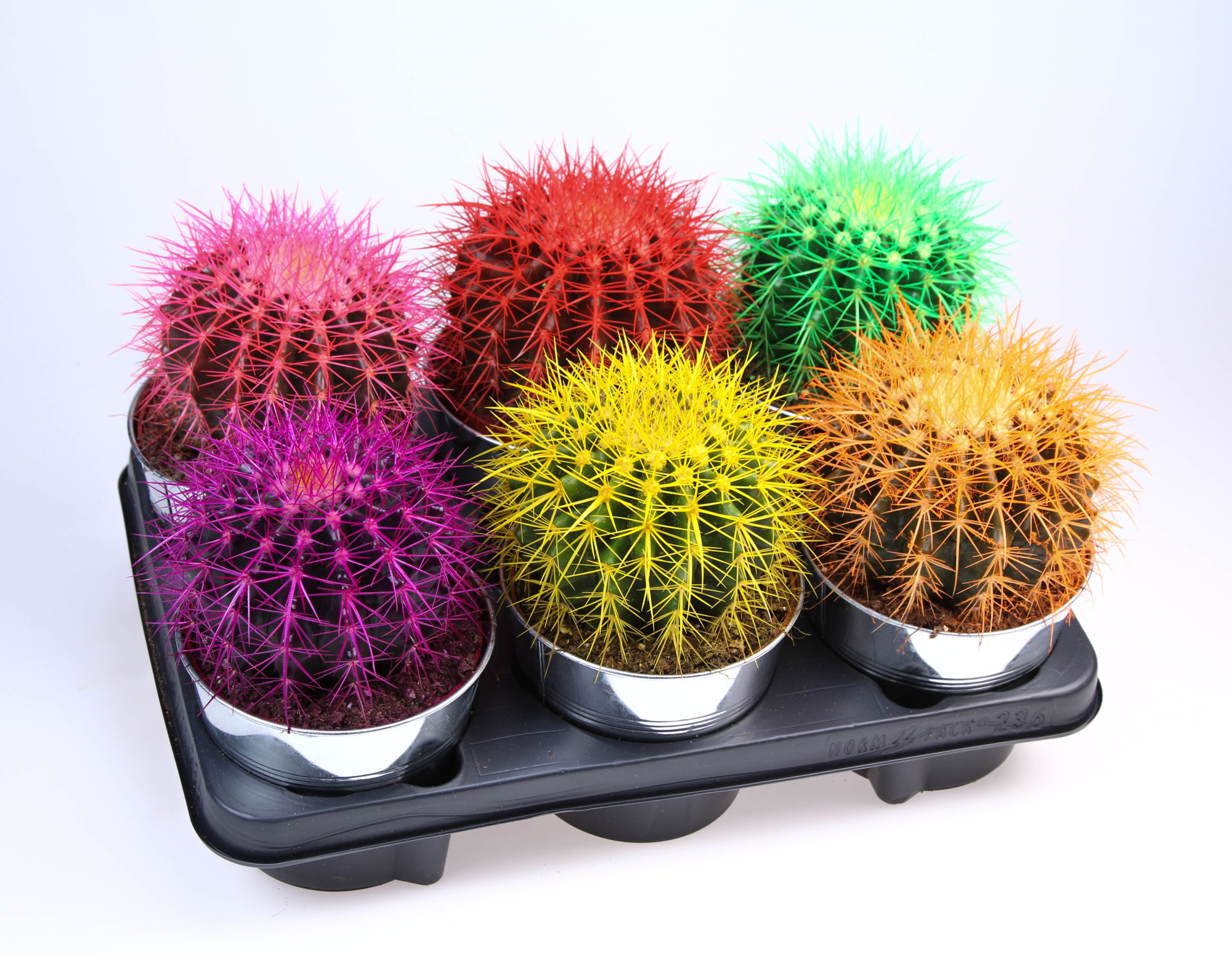 Grusonii rainbow zinkpot, D 15 cm