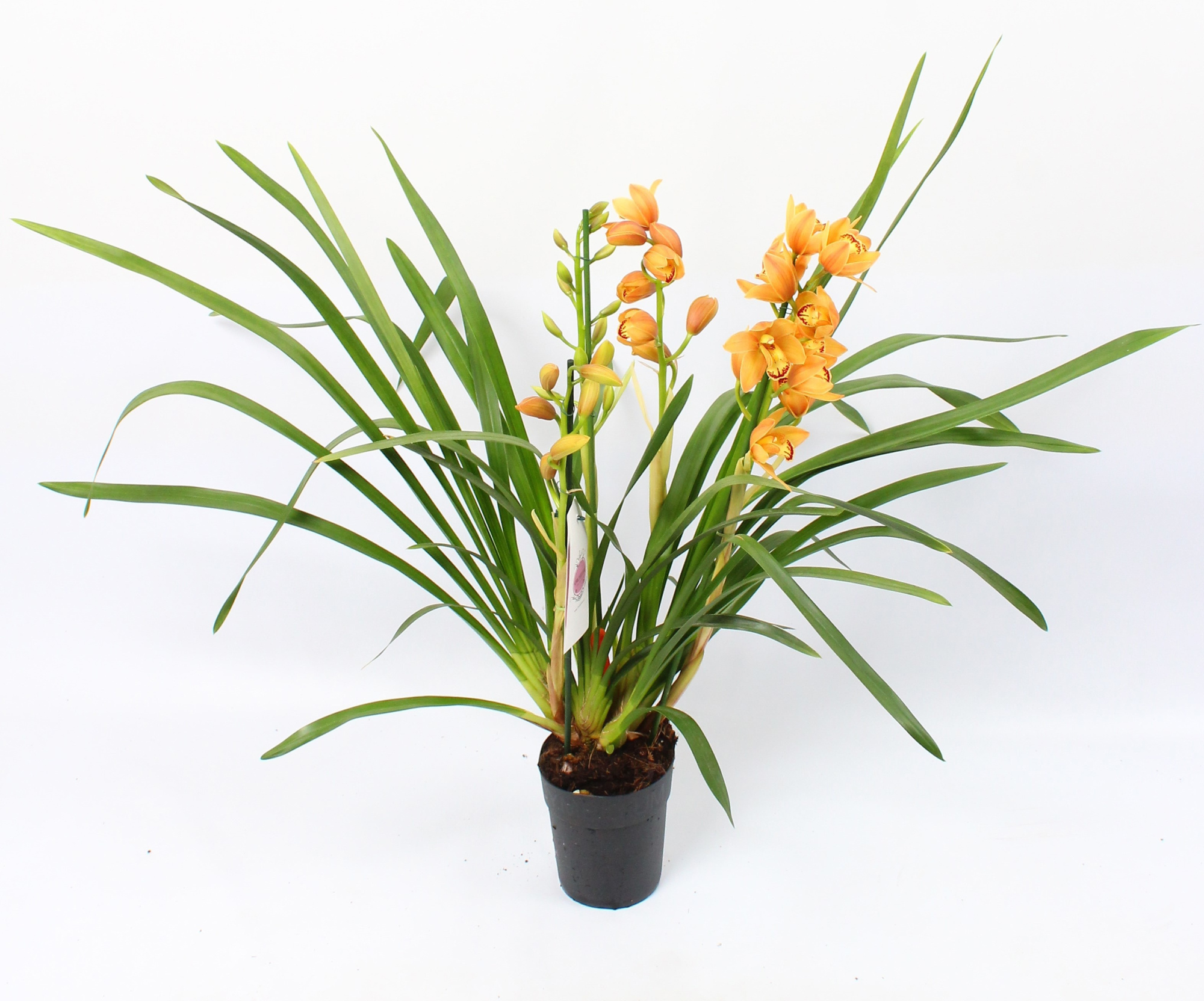 Cymbidium oranje 3 tak, D 14 cm