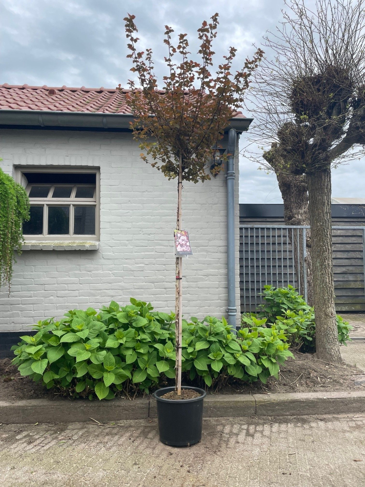 Physocarpus opulifolius Lady in Red ('Tuilad'PBR) -- stam 90 cm, D 32 cm