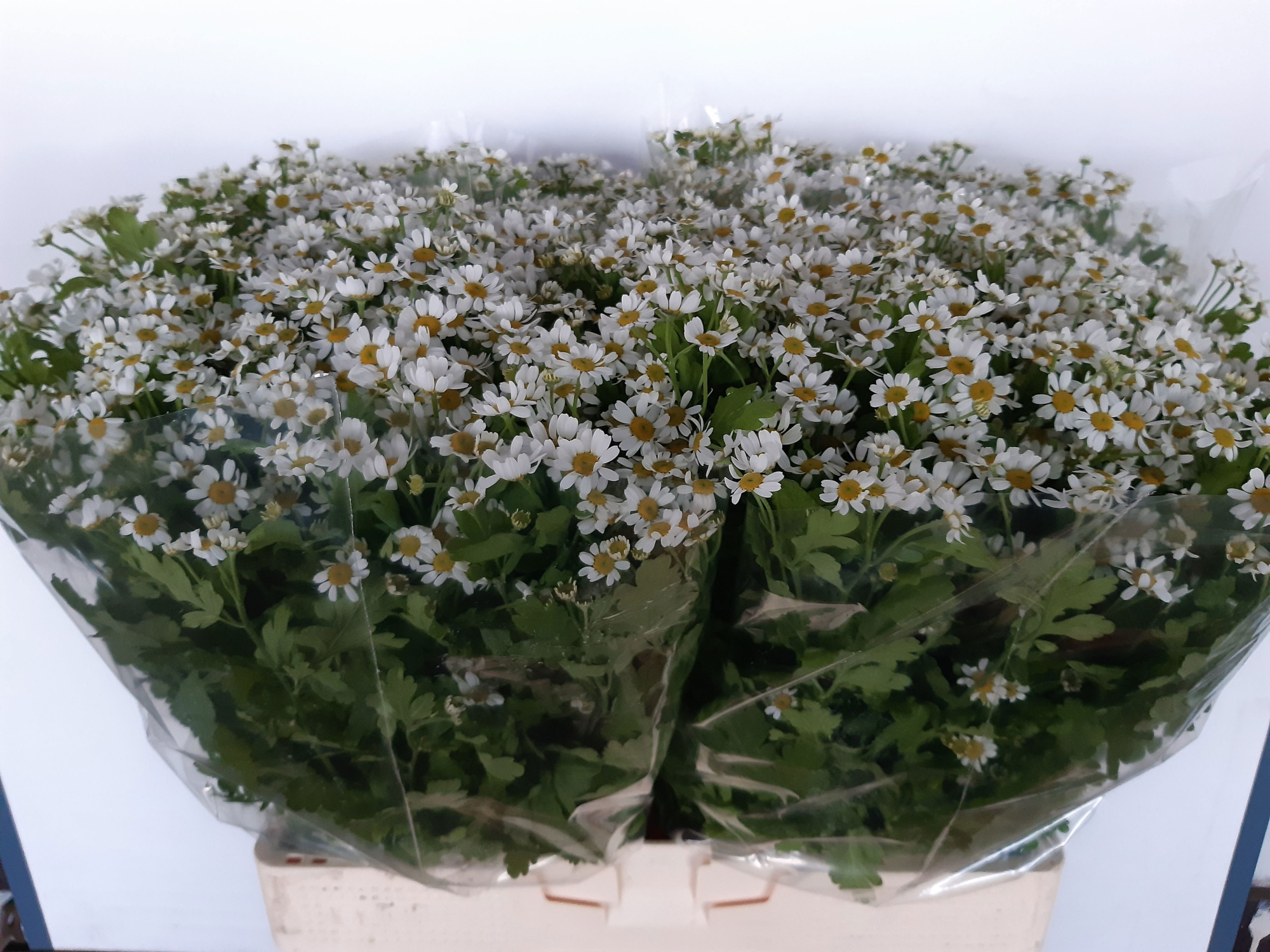 Танацетум Камерон 60 (бел.), шт.