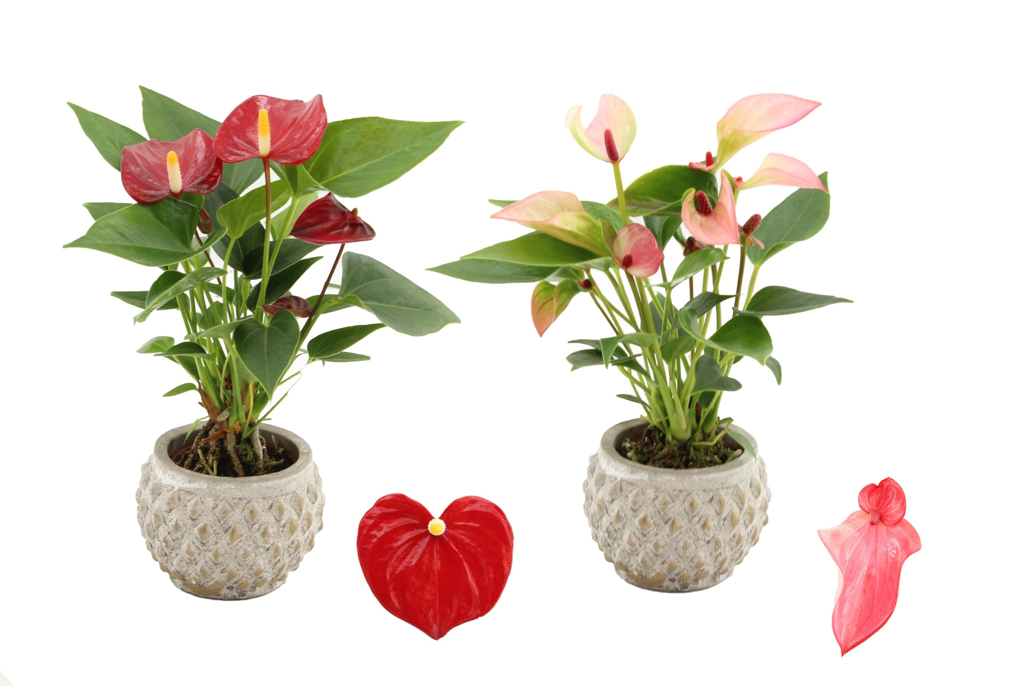Anthurium 6 cm 2 color mix in Marrakesh ceramics, D 6