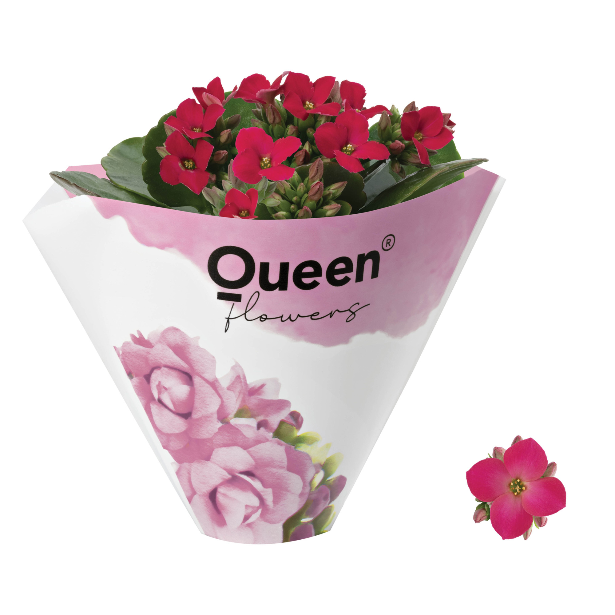 KALANCHOE ARTS-HYBRID 'DARK PINK ORIGINAL', D 6