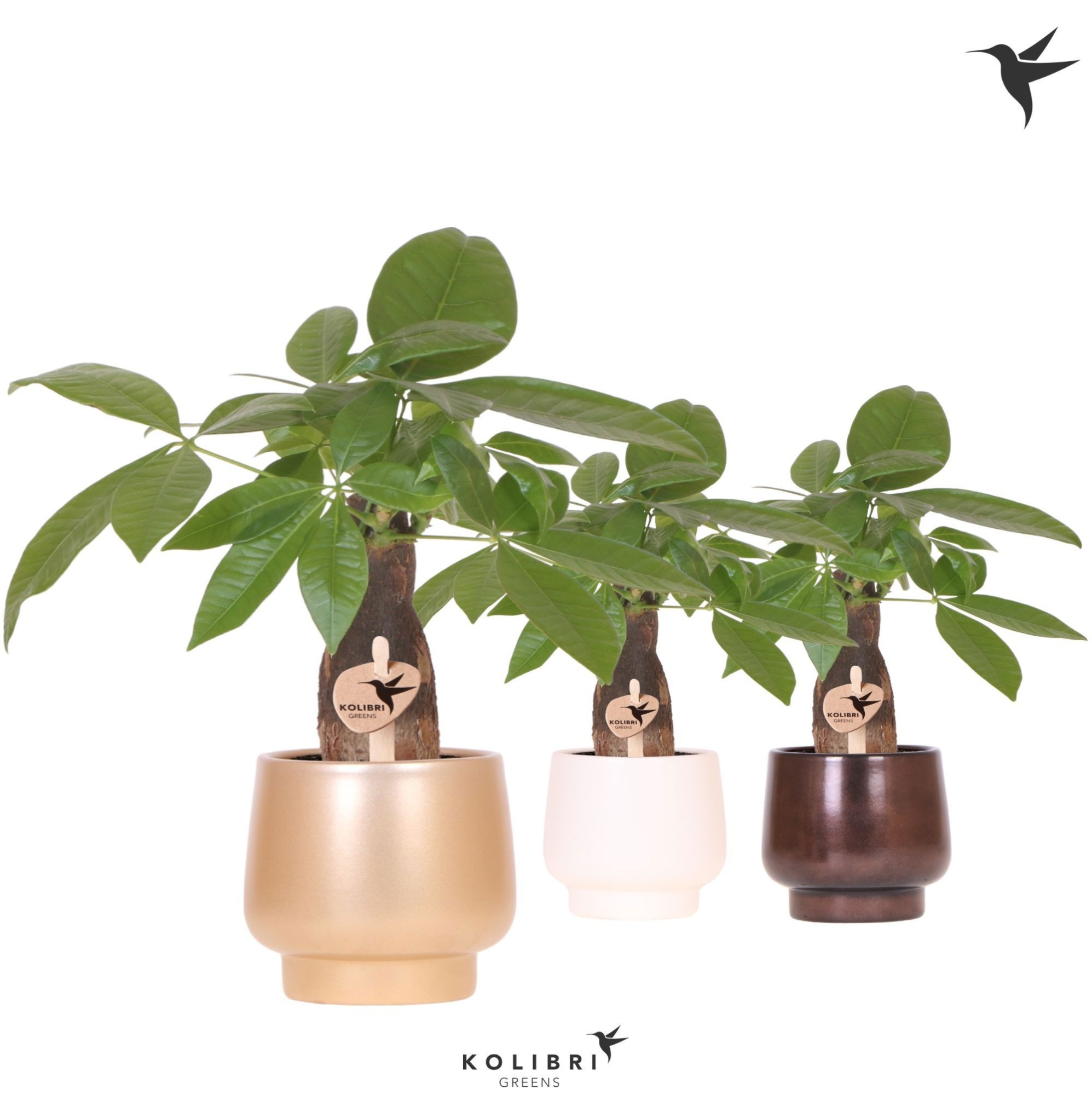Kolibri Greens Pachira in Scandic pot gold mix, D 9 cm