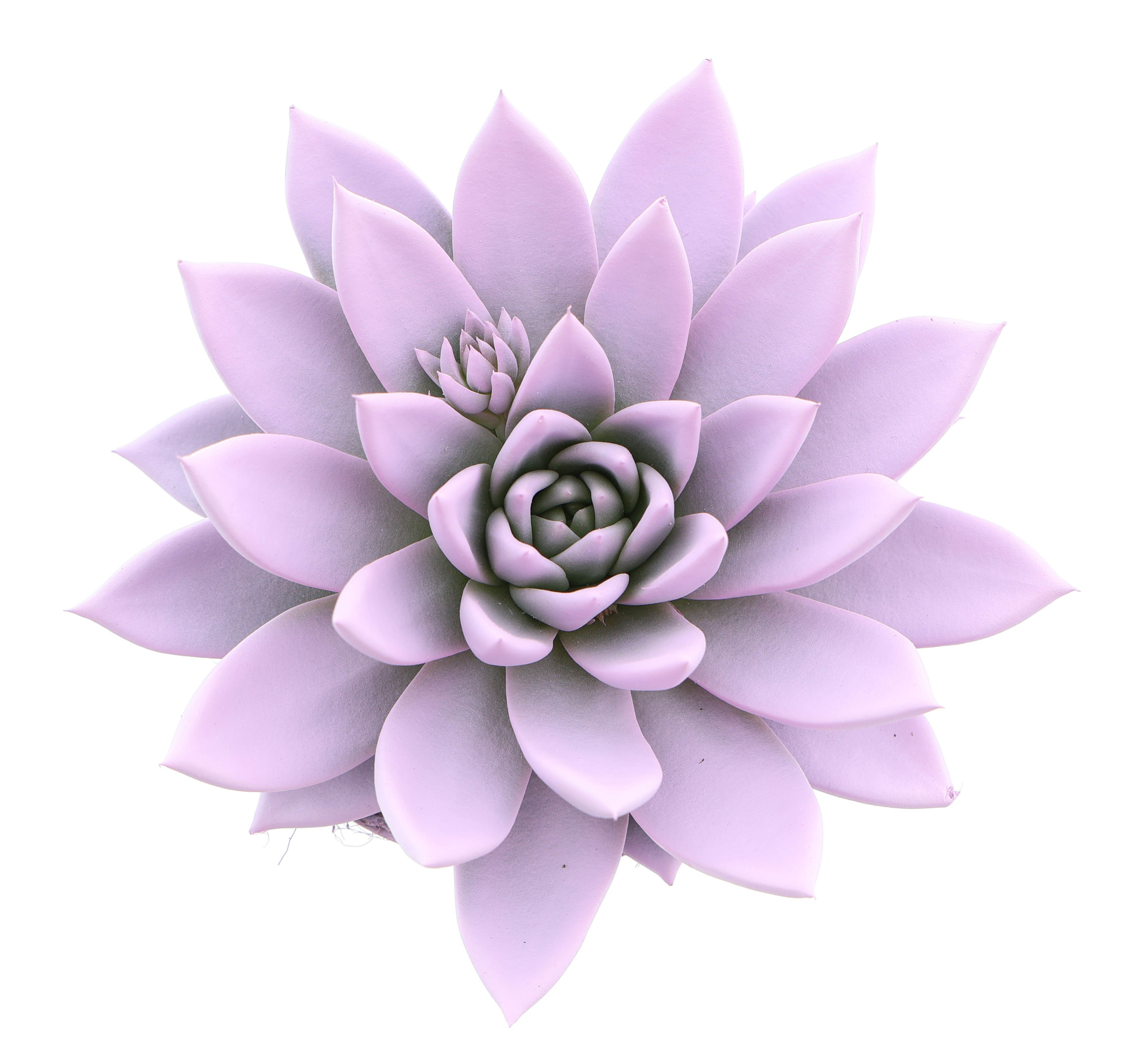 Rainbow baby pink, D 12 cm