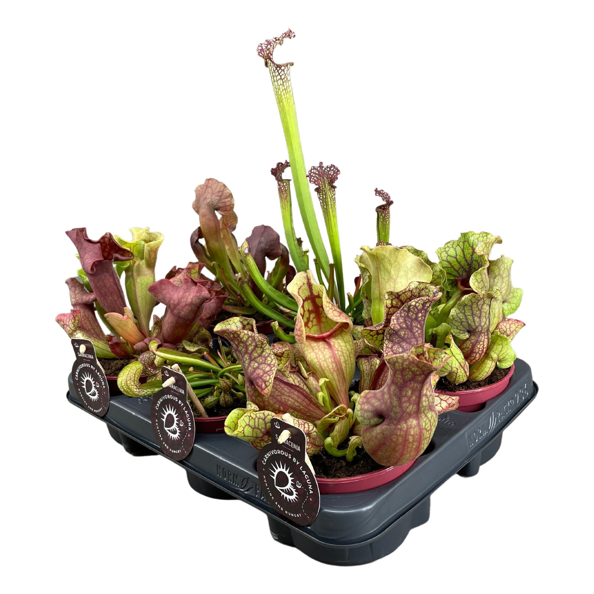 Sarracenia "Premium" mix 6 soorten, D 12 cm