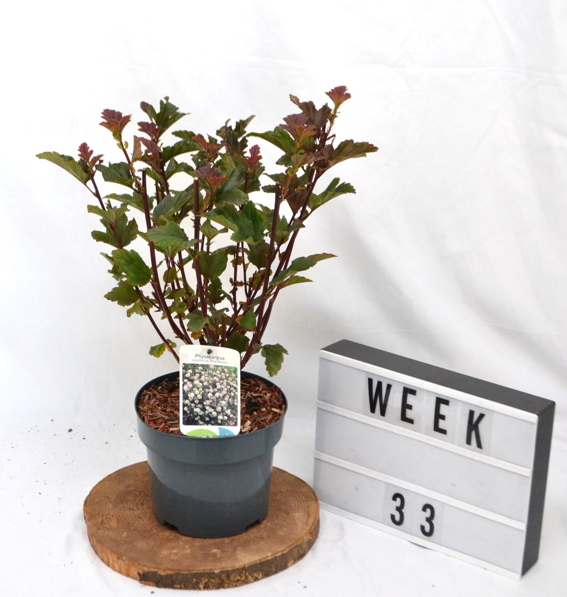 Physocarpus opulifolius Red Baron C3, D 19 cm