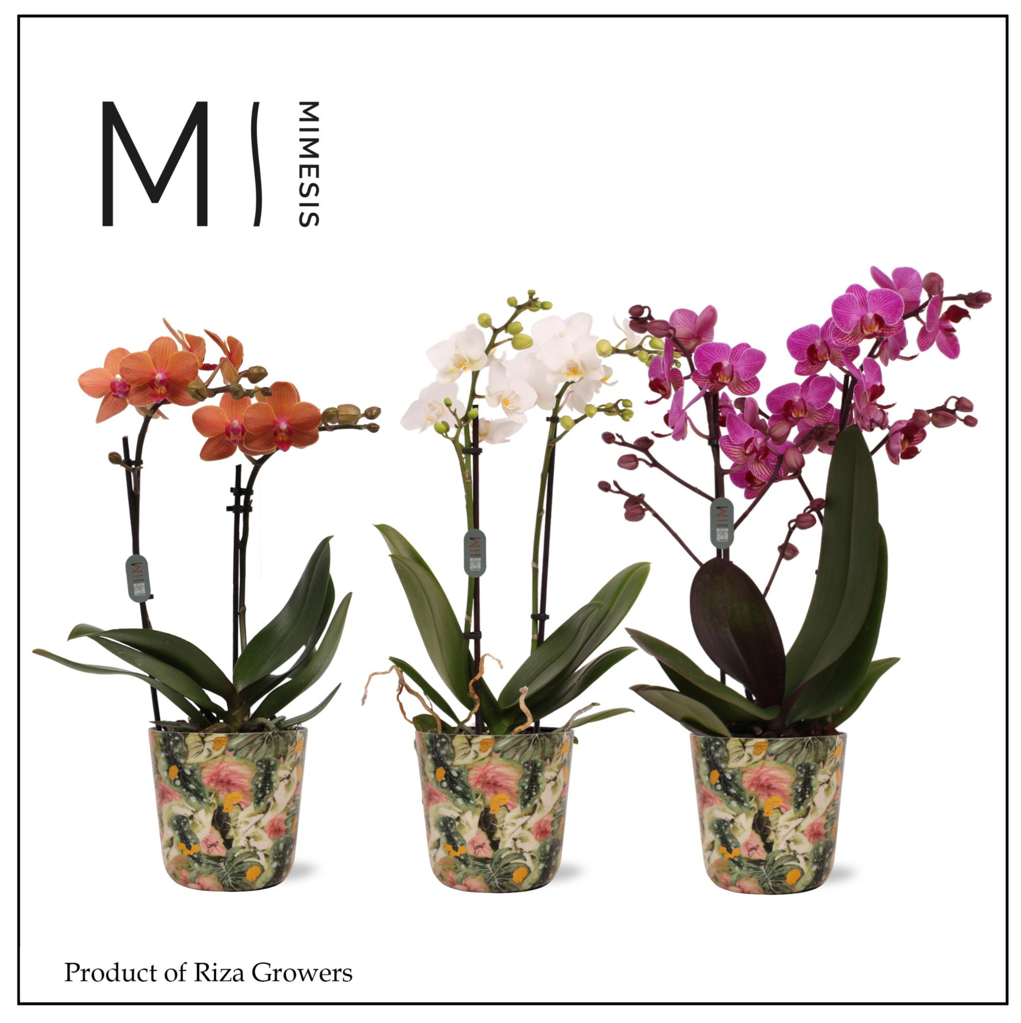 Mimesis Phal. Multi Mix - 2 spike 12cm in Jess Monstera Mystery Metal, D 12 cm