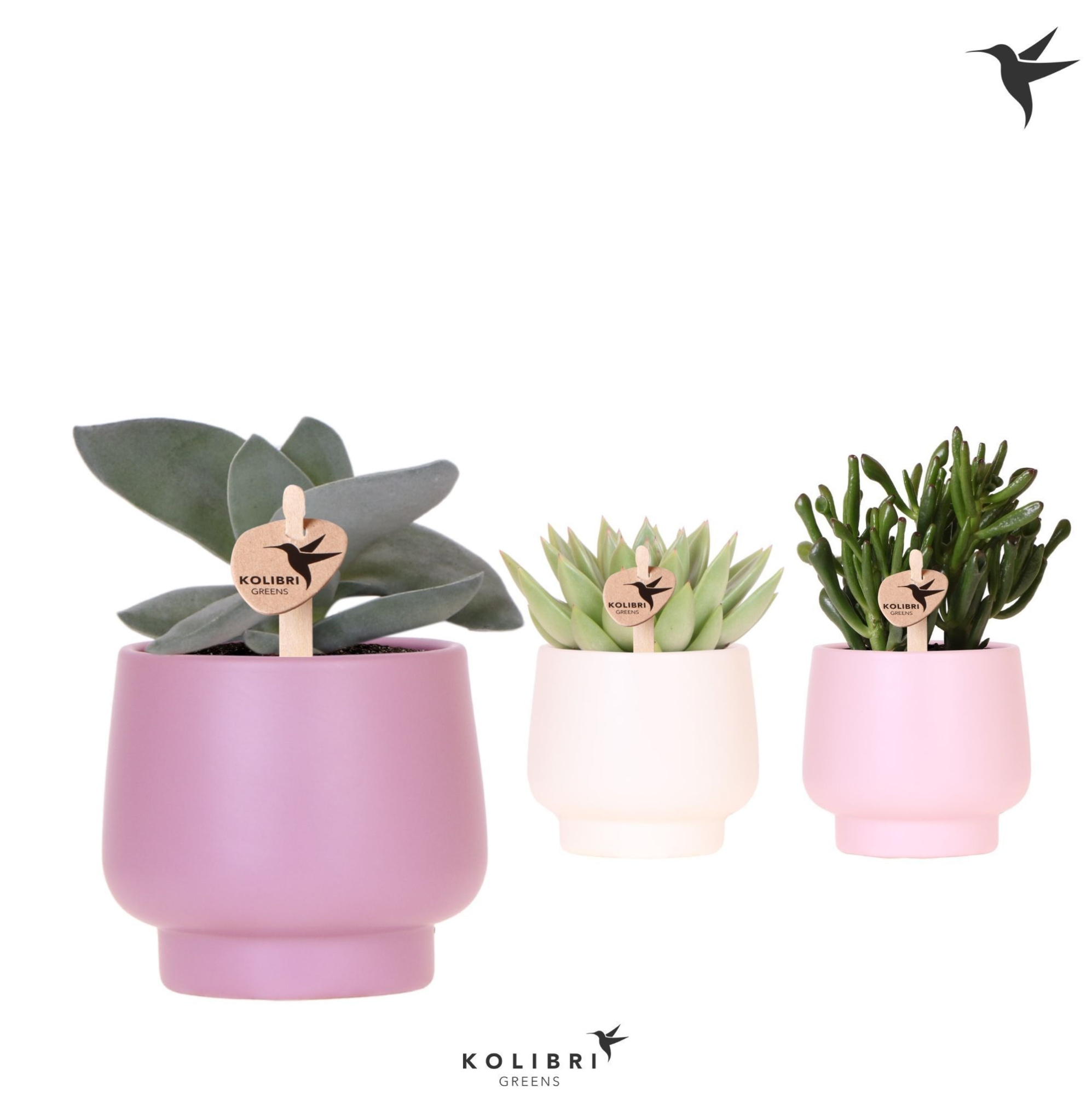 Kolibri Greens Succulenten mix in Scandic pot pink mix, D 9 cm