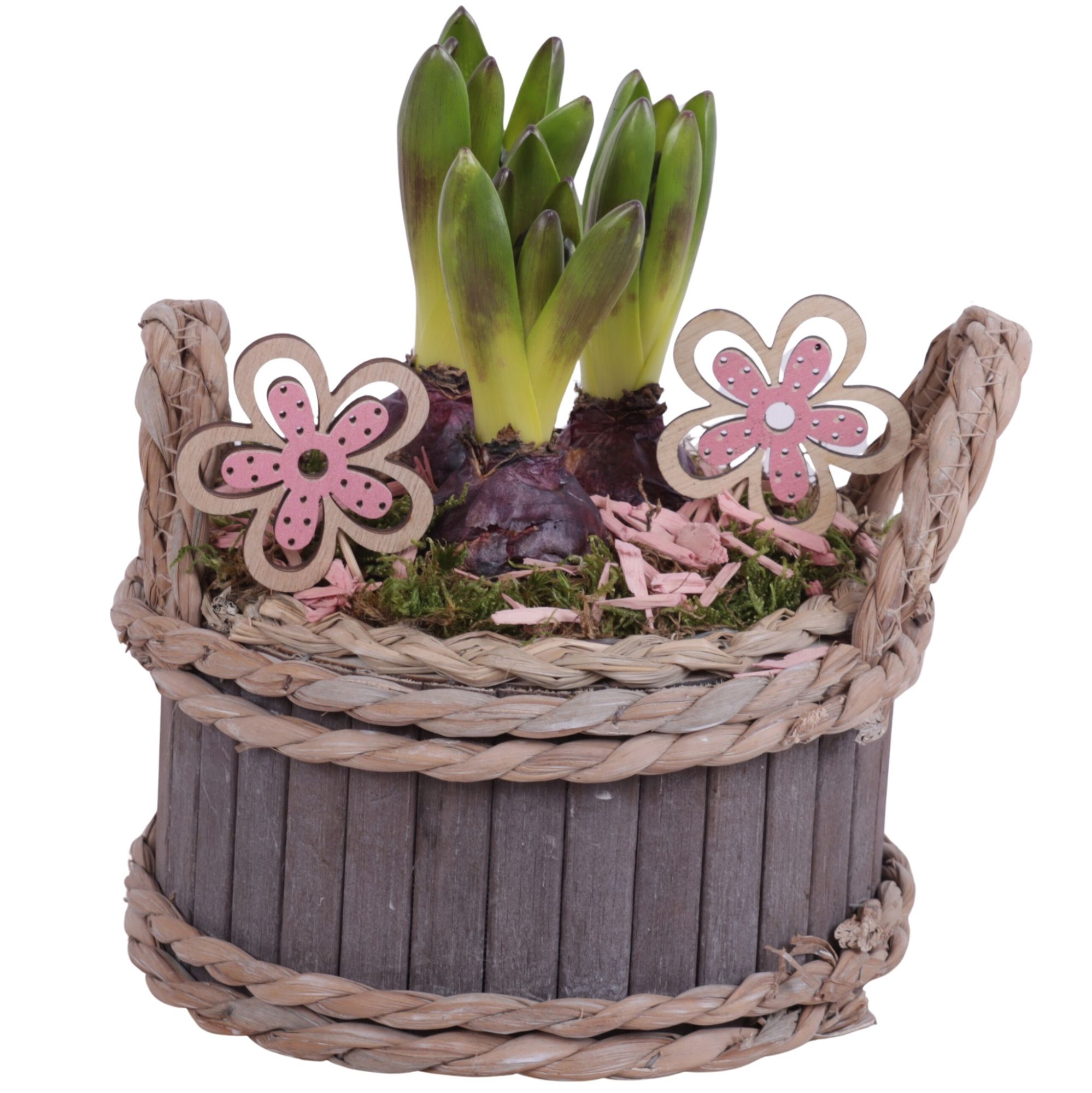 Bulbs Arr. Hyacint Wooden Pot Round Waterhyacint Rim Ø19cm 3PP, D 19