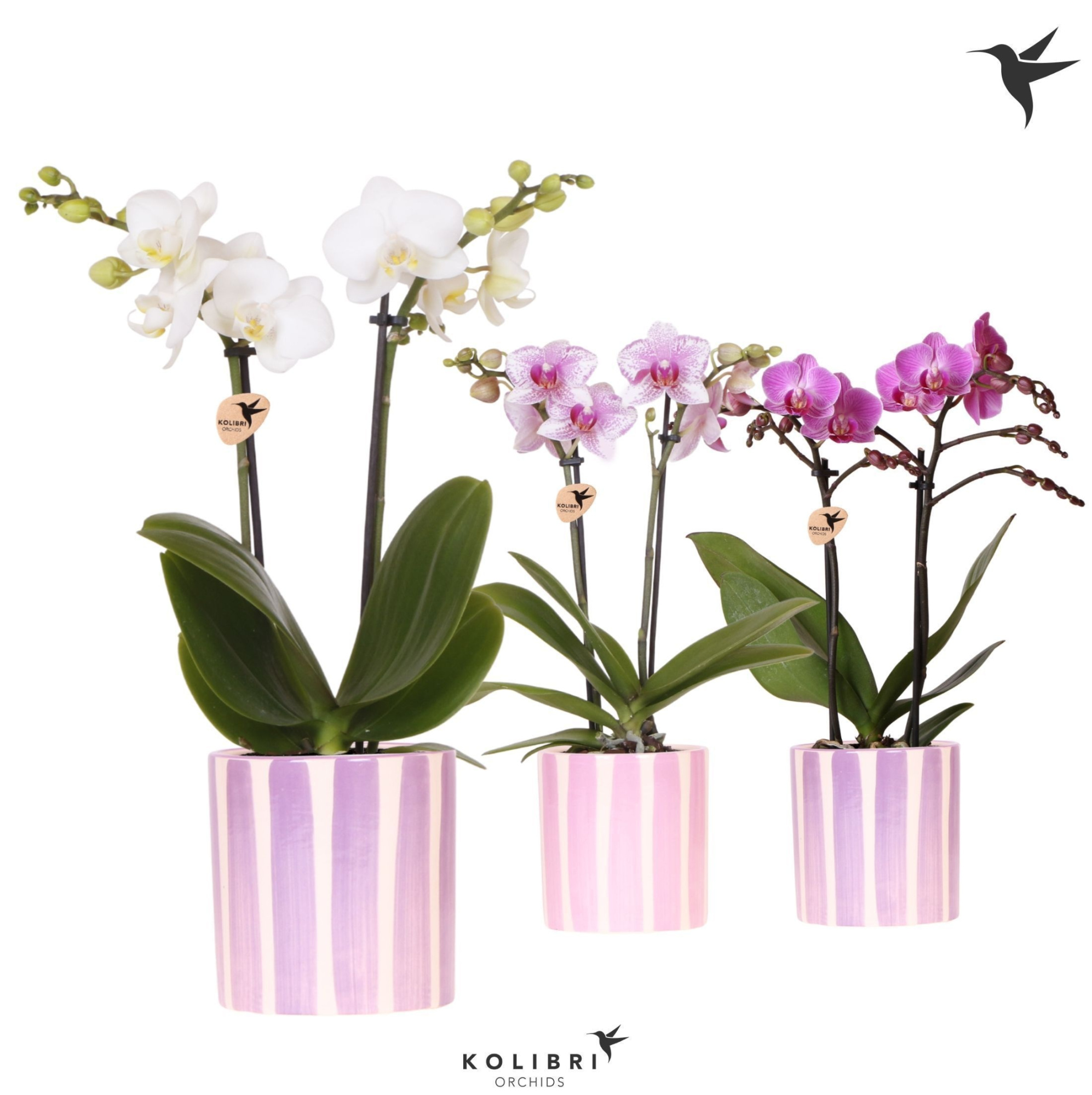 Kolibri Orchids Phalaenopsis mix 2 spike in Painted Stripe pink, D 9