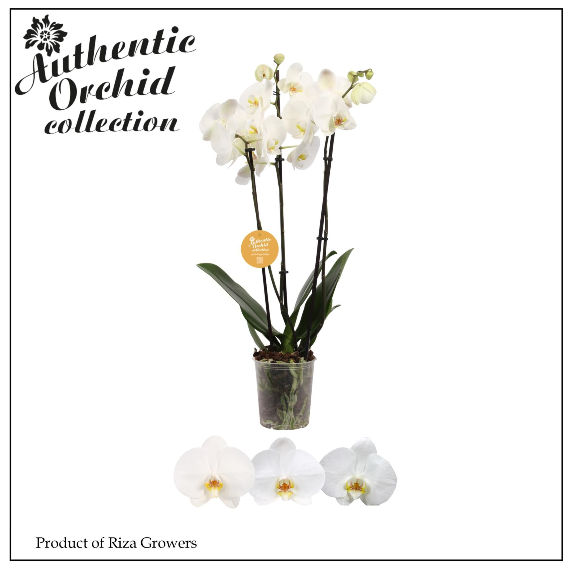 Phalaenopsis White 3 spike - 12cm | Authentic, D 12 cm