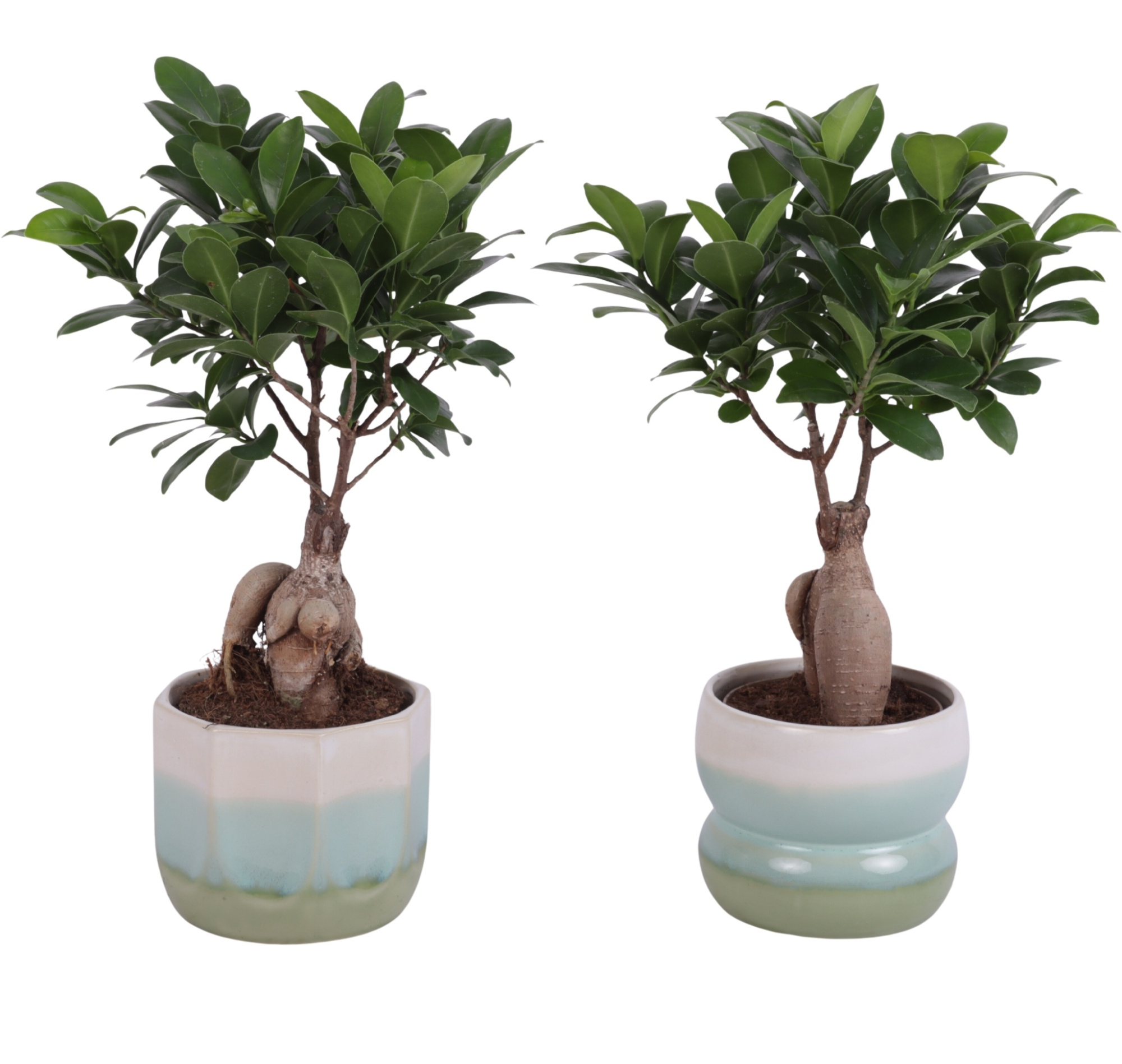 Ficus m. Ginseng Ball Shape Ø09cm in Ø11cm Ceramic FB675, D 11