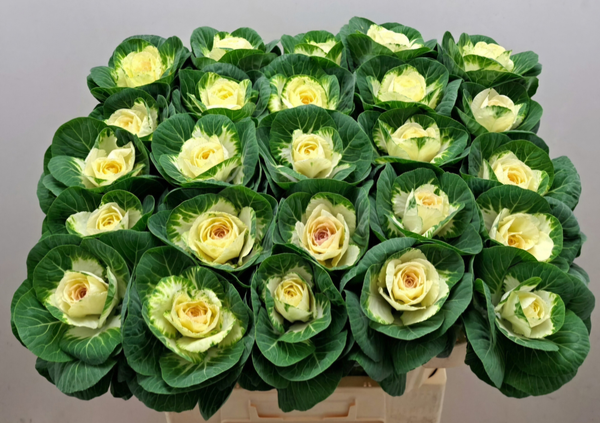 Брассика Вайт Крэйн 70, шт.