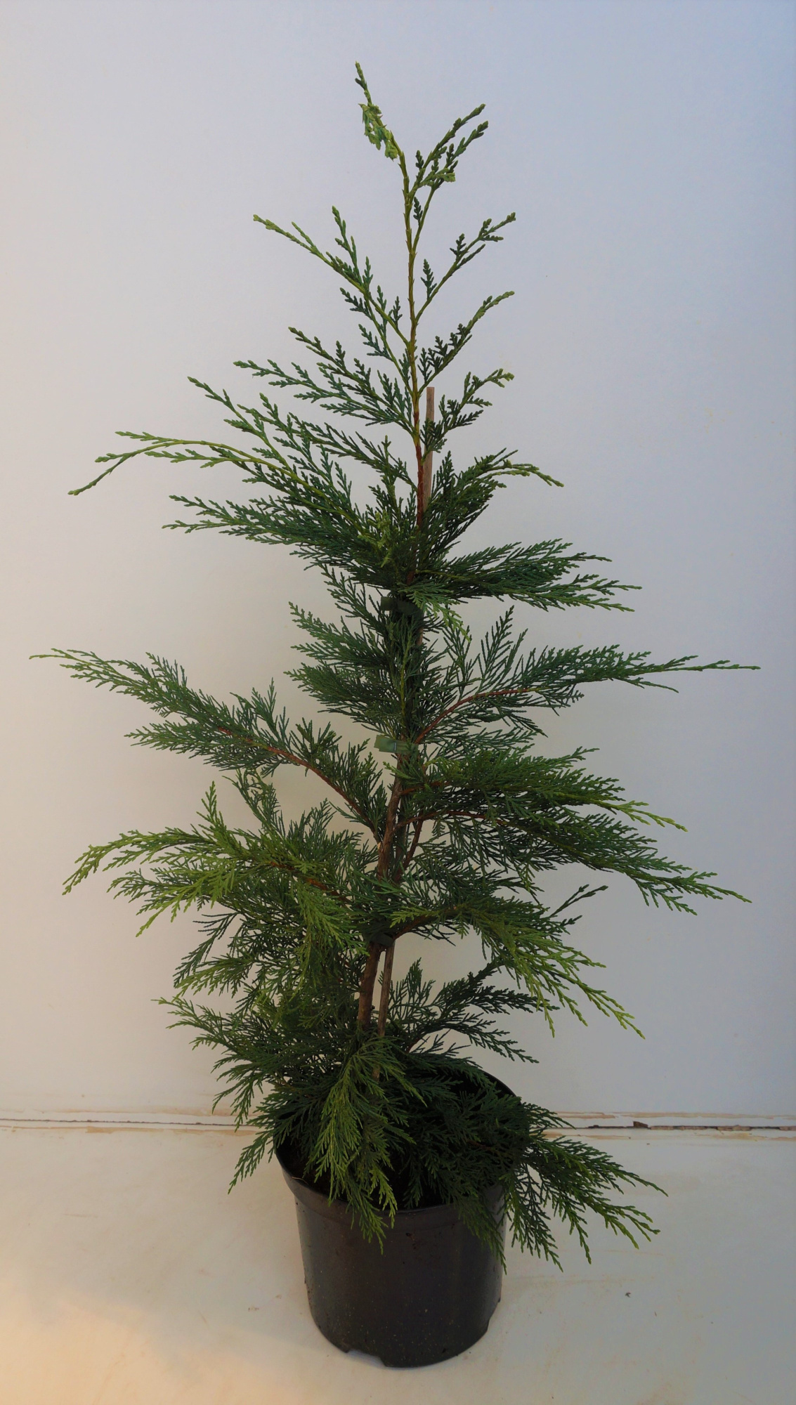 Cupressocyparis leylandii, D 23